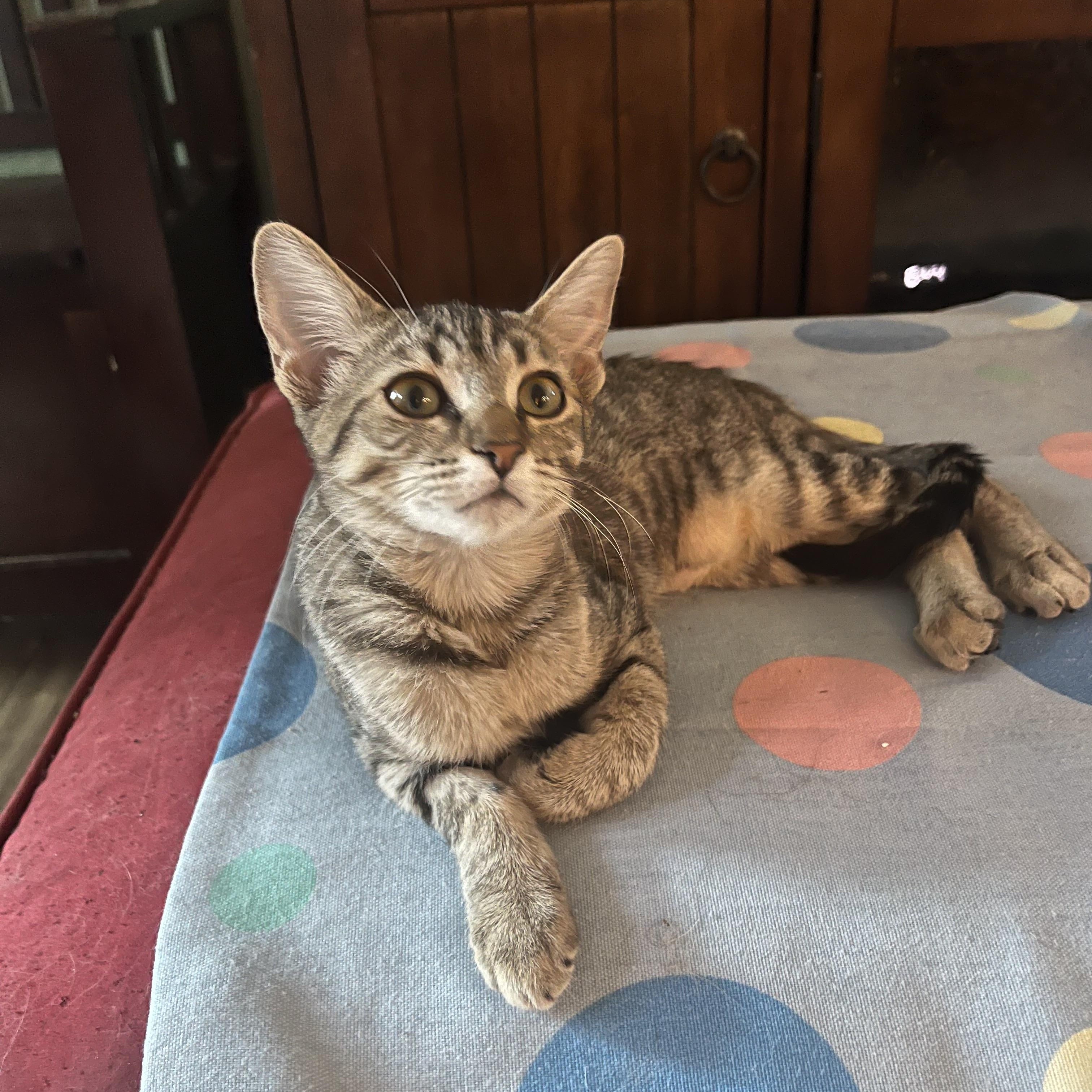Enlarge Tillie M., a Adopted Tabby in Sacramento, CA image 1/1