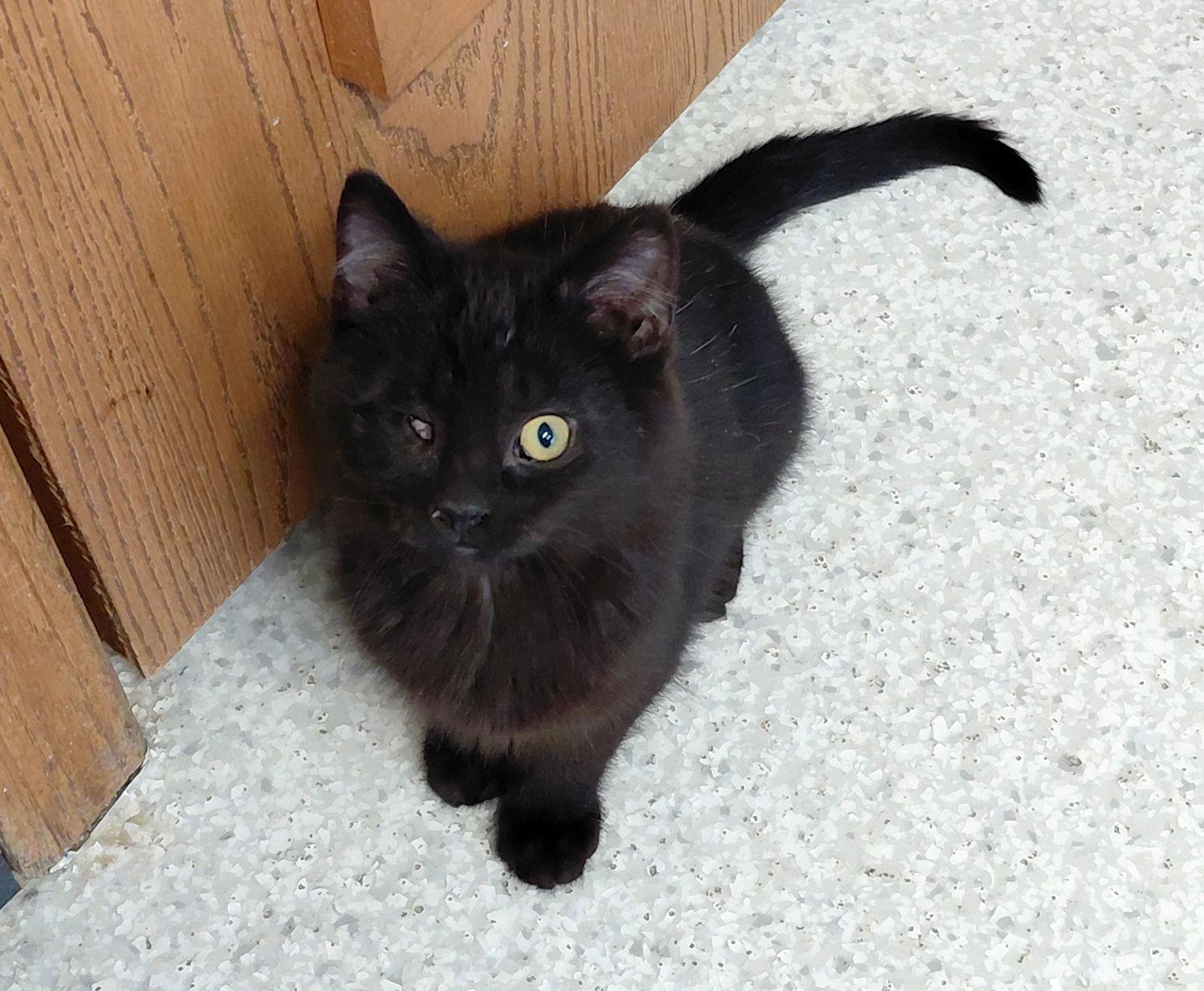 Percy, Adoptable, Kitten Male Domestic Medium Hair.