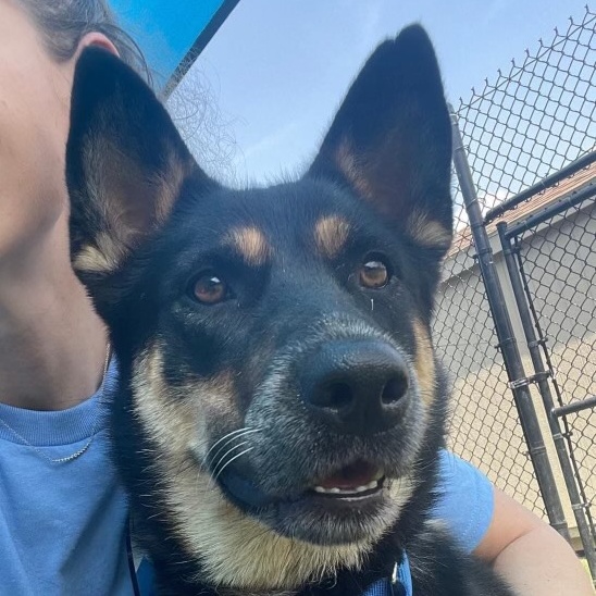 Enlarge Lilly- a well rounded sweetheart!, a Adoptable mixed breed in Charleston , SC image 1/3