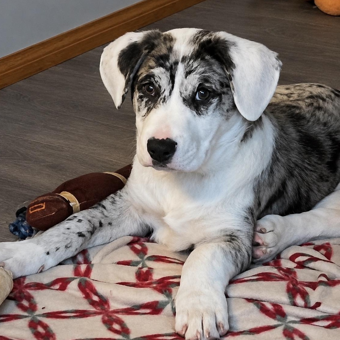 Stefon, Adoptable, Young Male Catahoula Leopard Dog.