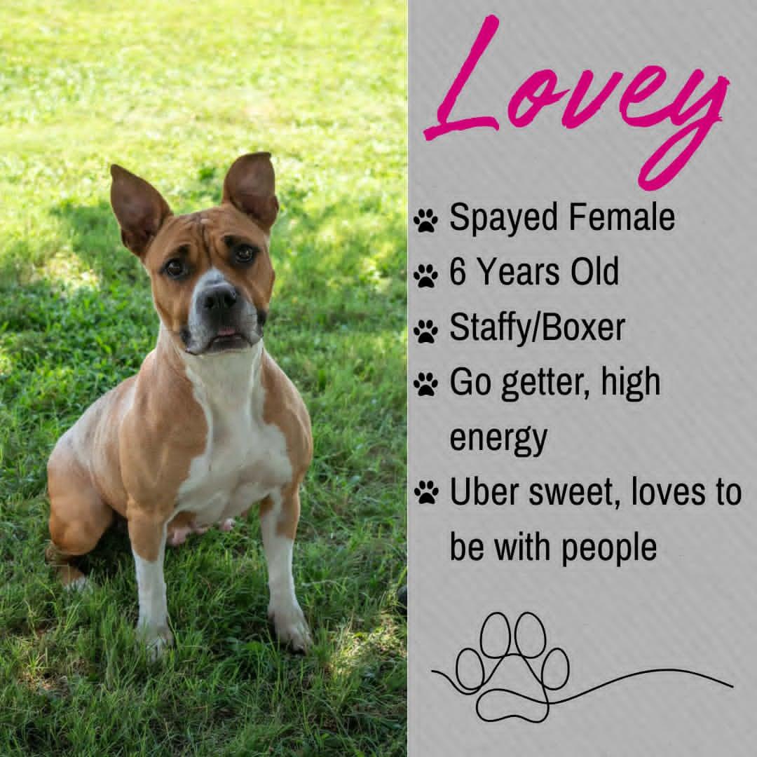 Lovey, ADOPTABLE, Adult Female Staffordshire Bull Terrier & Boxer.