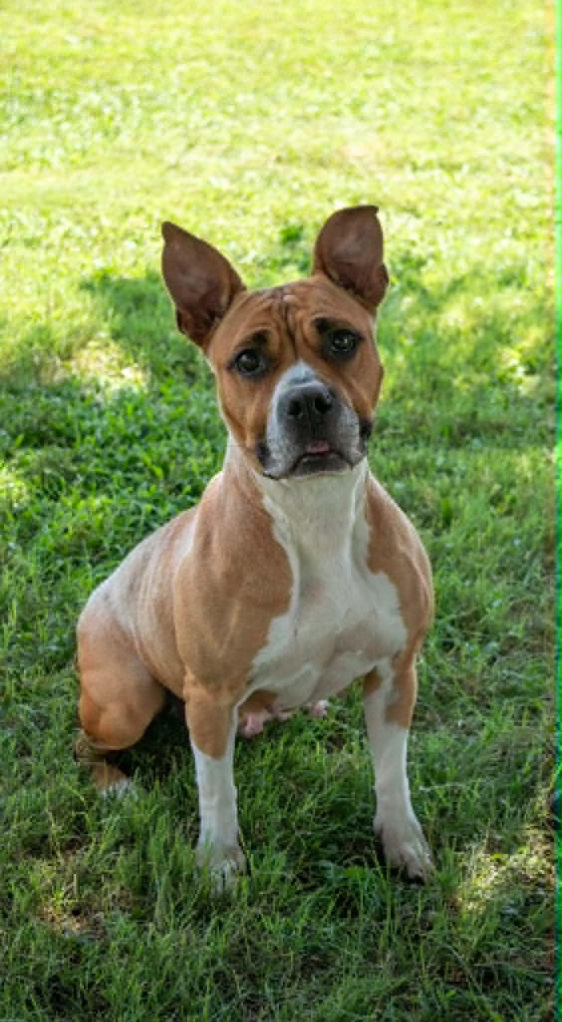 Lovey, ADOPTABLE, Adult Female Staffordshire Bull Terrier & Boxer.