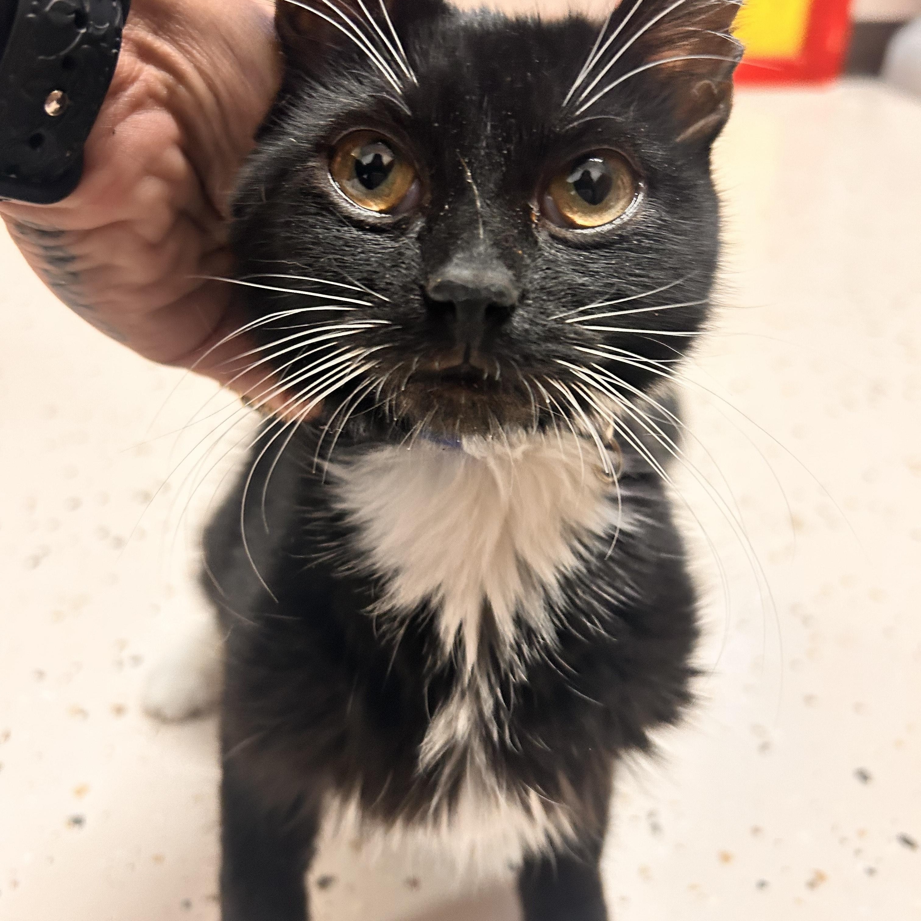 Twinkle Toes, ADOPTABLE, Young Male Domestic Short Hair.