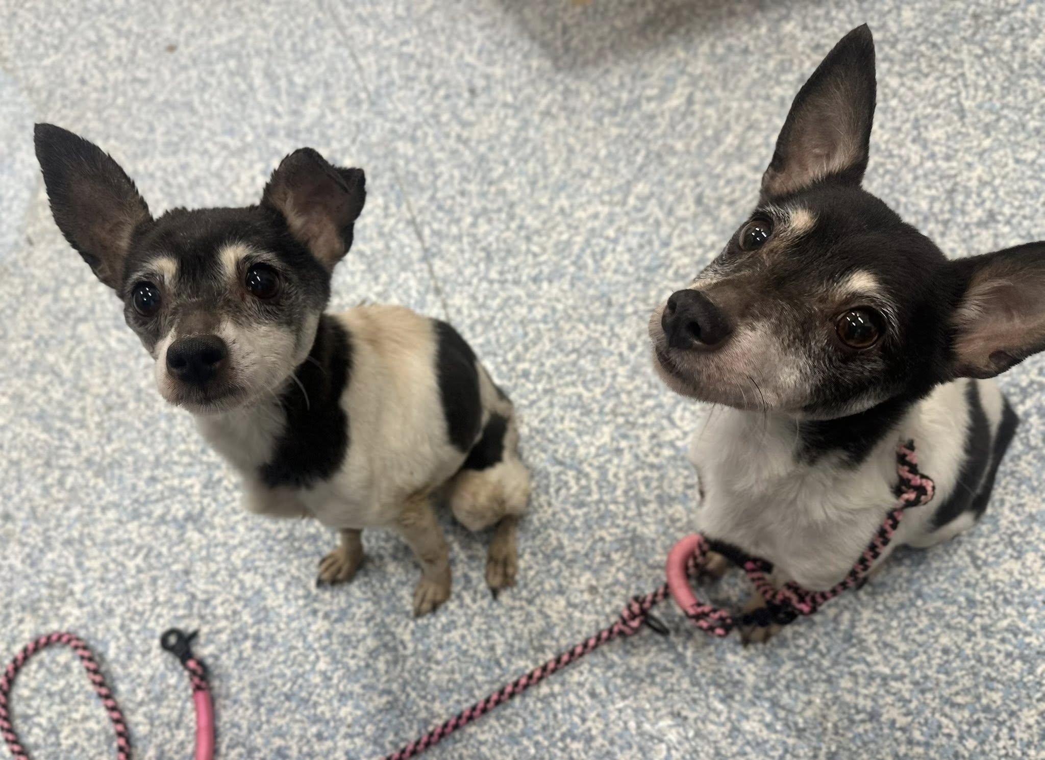 Rascal (Bonded With Princess), an adopted Rat Terrier in Stafford, VA image 2/2