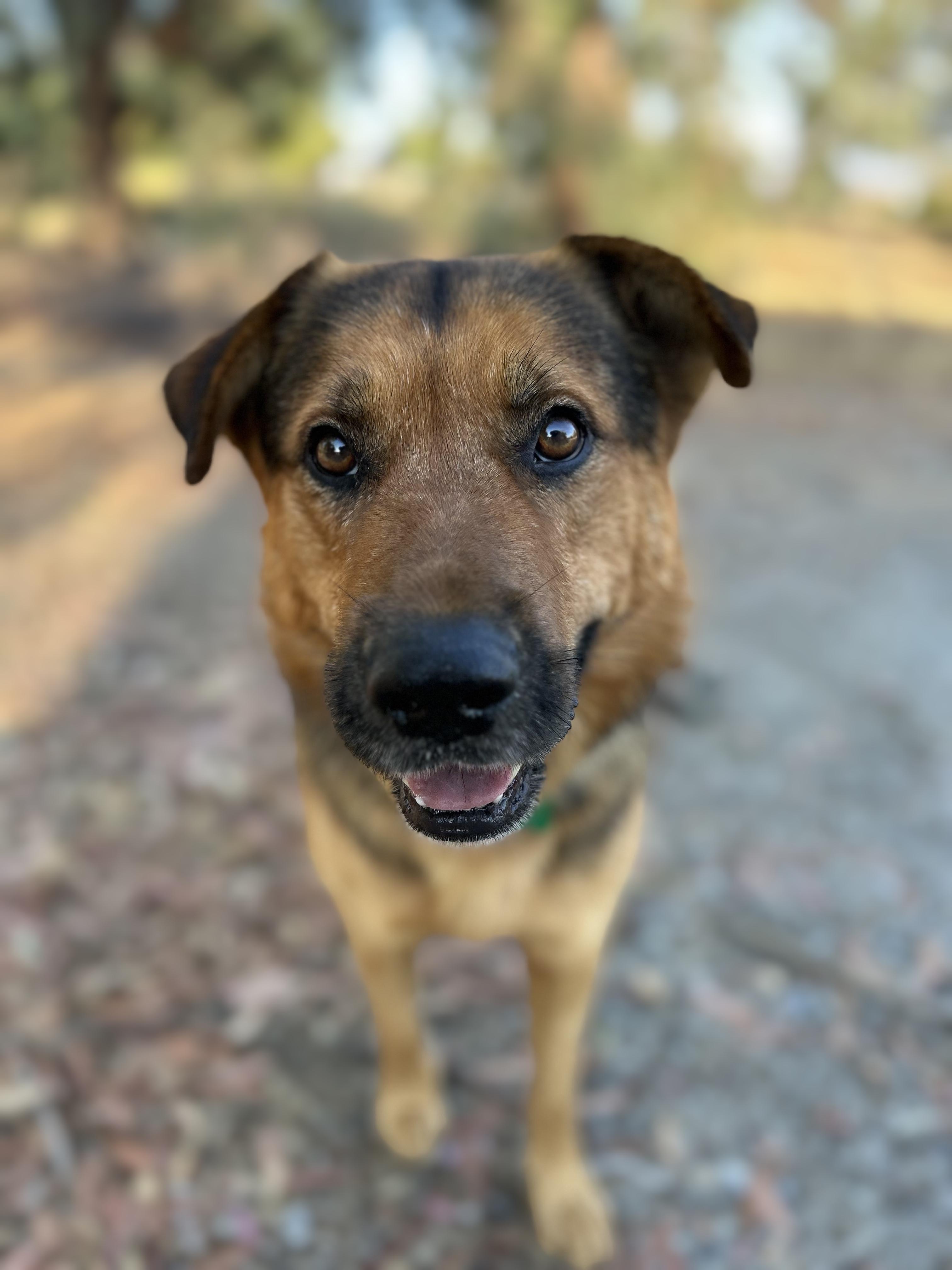 Enlarge Graham, a Adoptable mixed breed in MURRIETA, CA image 4/6