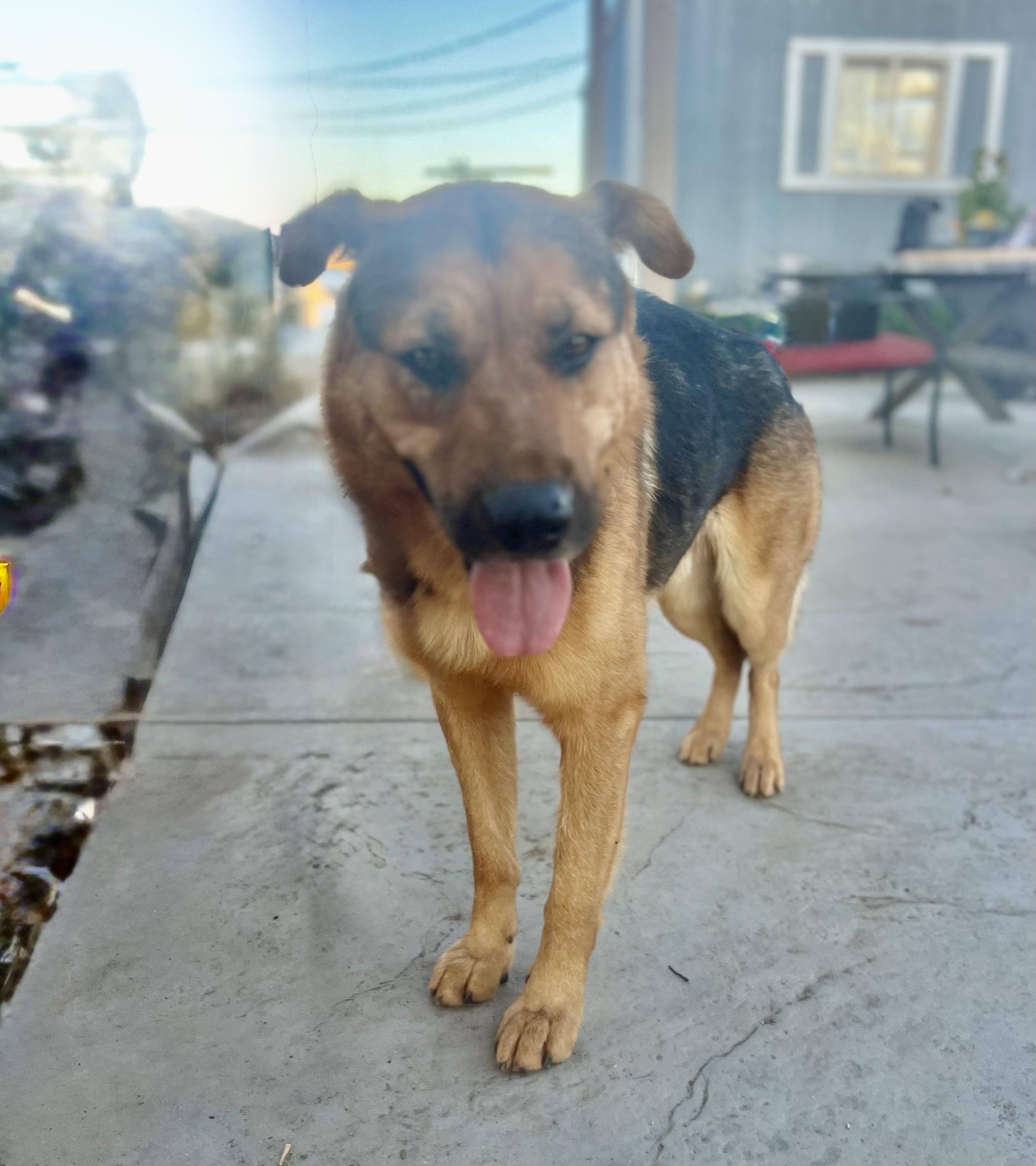 Enlarge Graham, a Adoptable mixed breed in MURRIETA, CA image 3/6