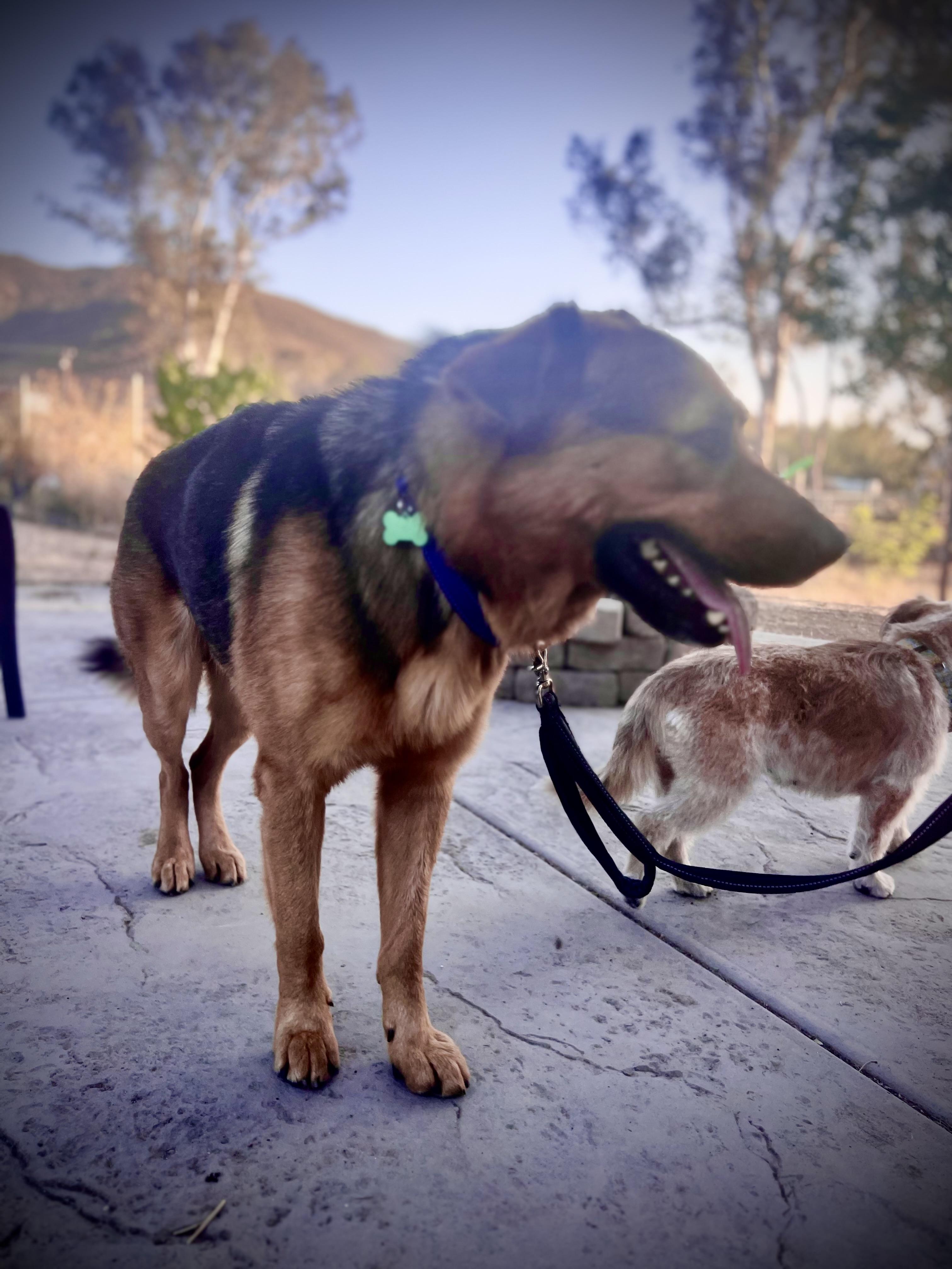 Enlarge Graham, a Adoptable mixed breed in MURRIETA, CA image 5/6