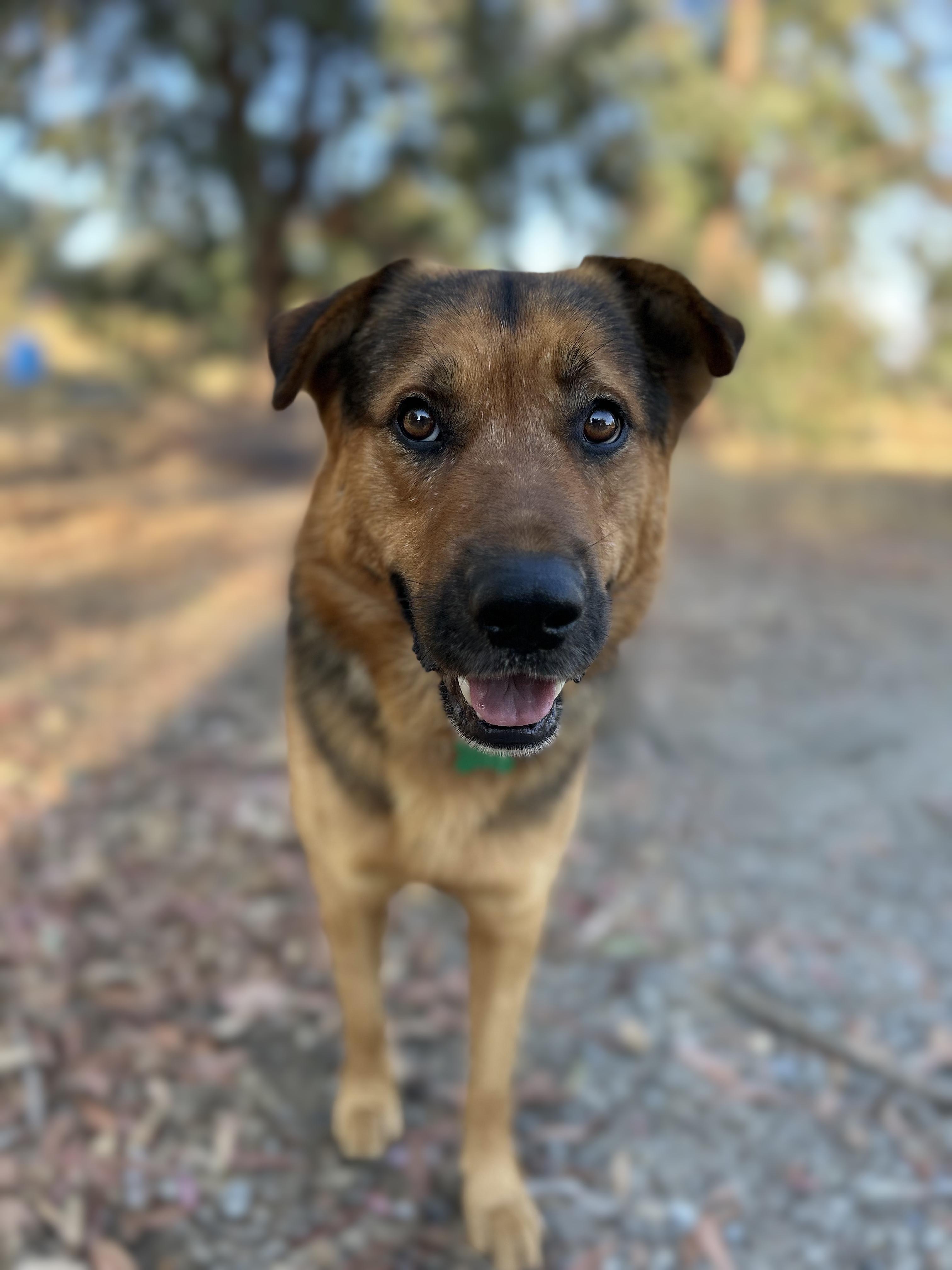 Enlarge Graham, a Adoptable mixed breed in MURRIETA, CA image 1/6