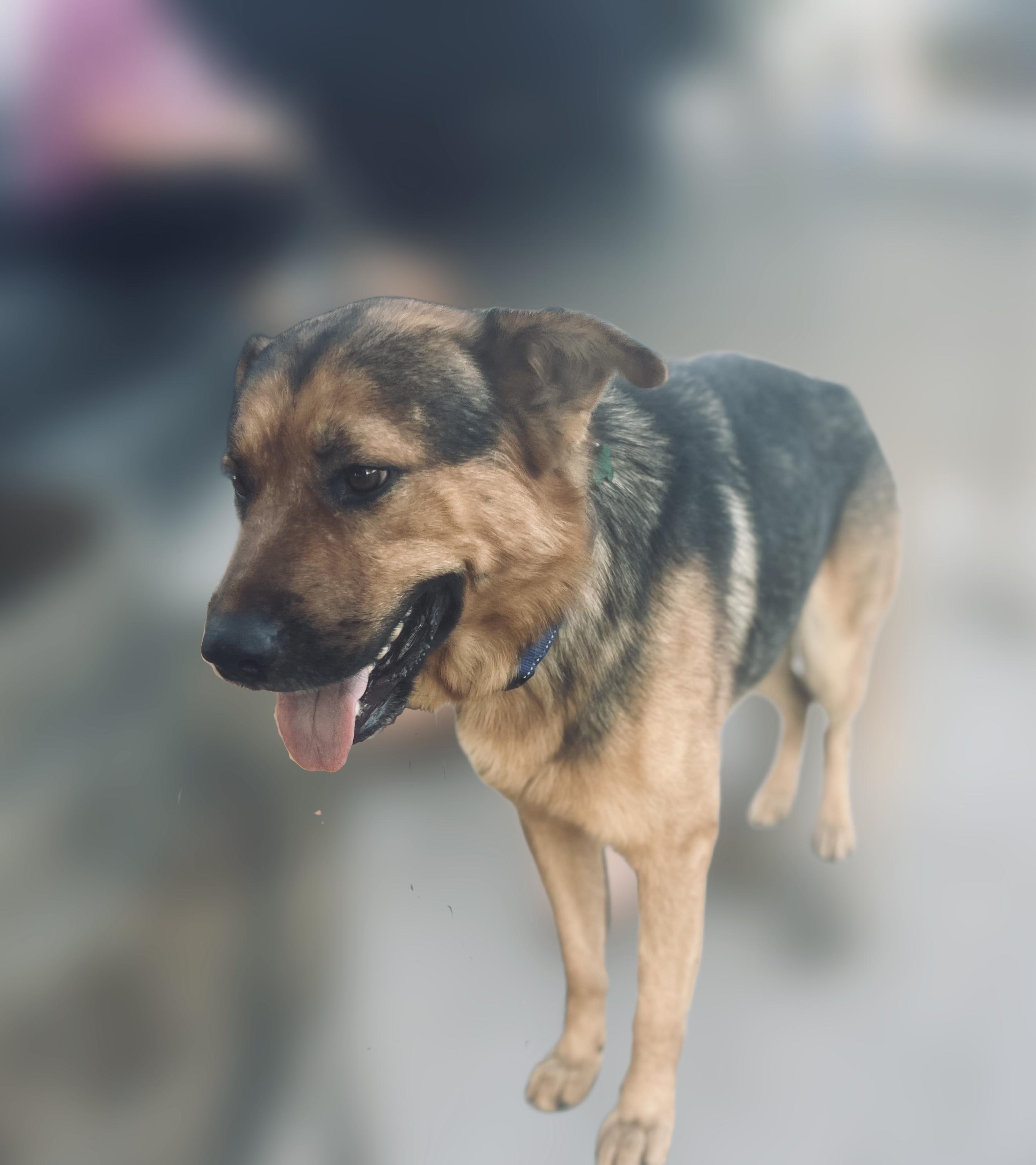 Enlarge Graham, a Adoptable mixed breed in MURRIETA, CA image 2/6