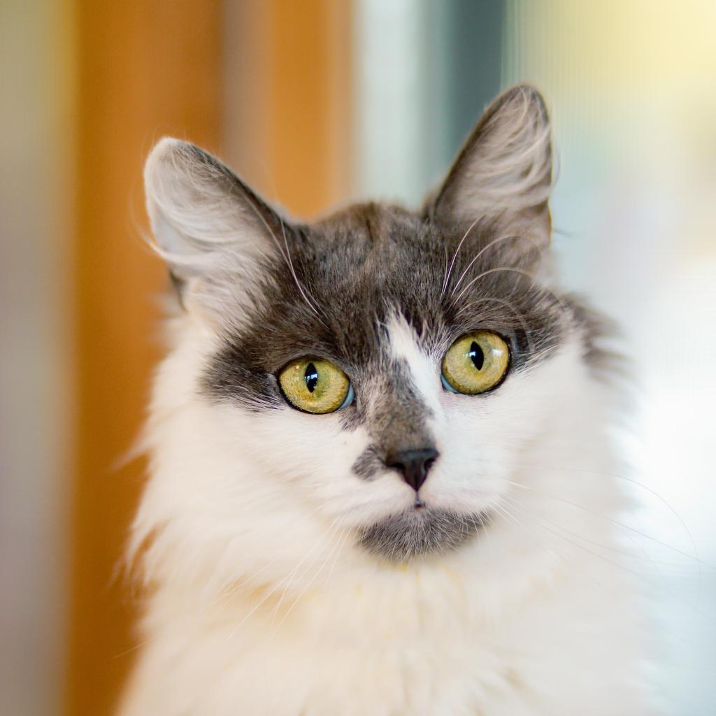 Mamie - Fee Waived-Lap Cat, a Adoptable Domestic Long Hair in Brimfield, MA image 1/6