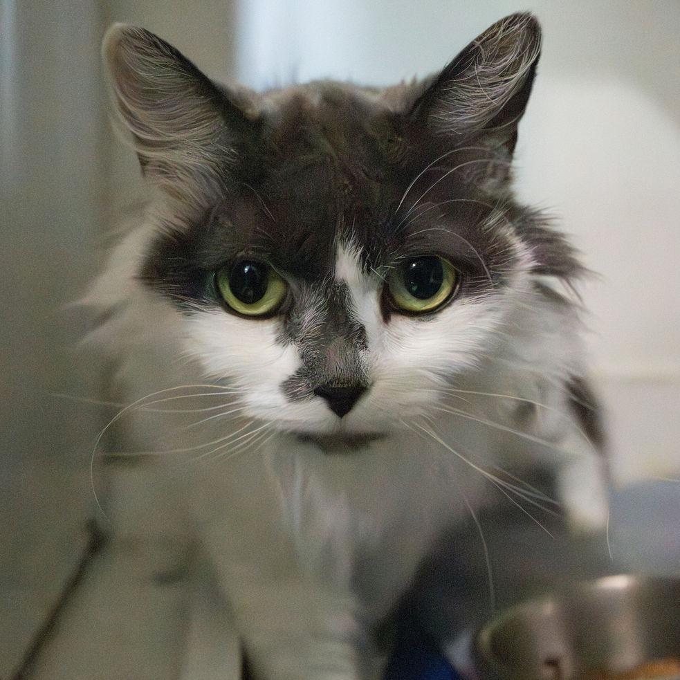 Mamie - Fee Waived-Lap Cat, a Adoptable Domestic Long Hair in Brimfield, MA image 2/6