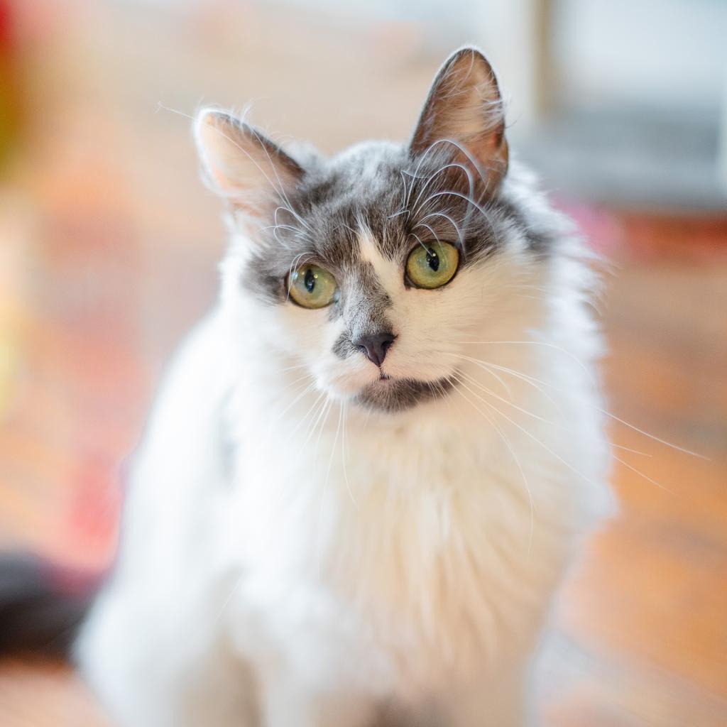 Mamie - Fee Waived-Lap Cat, a Adoptable Domestic Long Hair in Brimfield, MA image 3/6