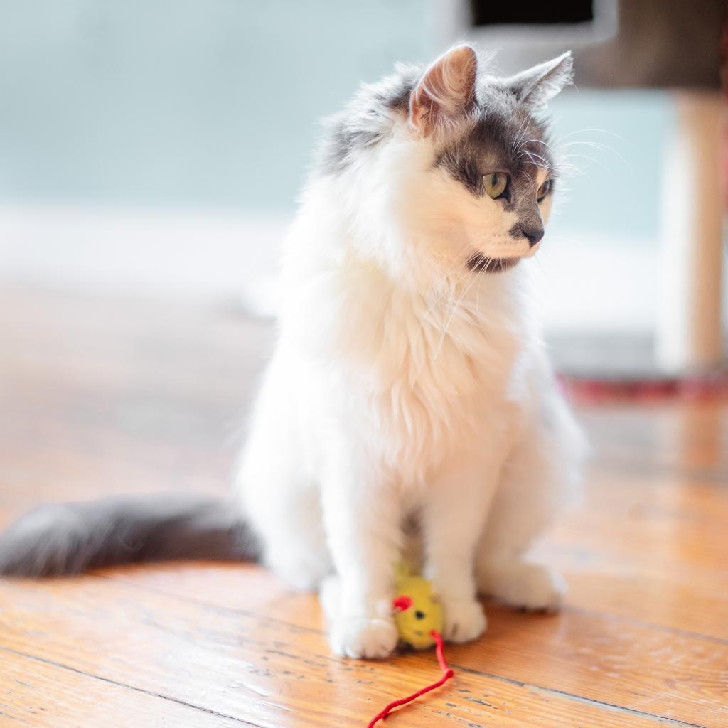 Mamie - Fee Waived-Lap Cat, a Adoptable Domestic Long Hair in Brimfield, MA image 4/6