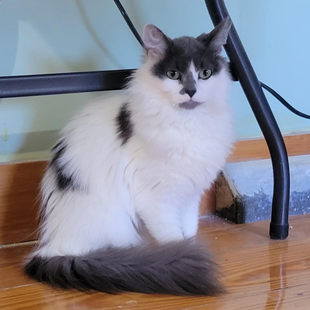 Mamie - Fee Waived-Lap Cat, a Adoptable Domestic Long Hair in Brimfield, MA image 5/6