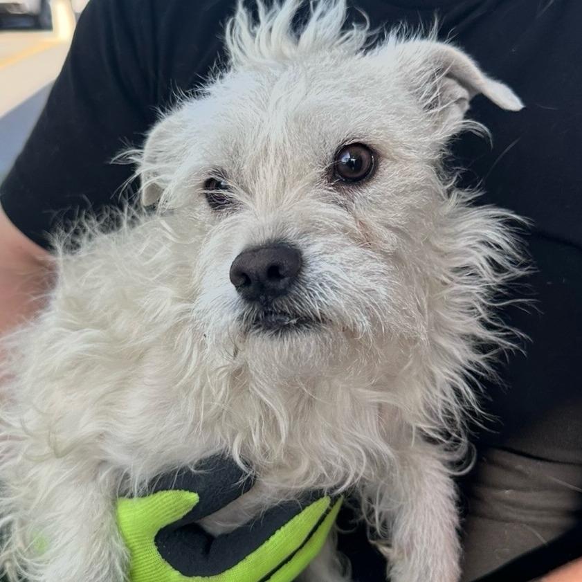Gloria, Adoptable, Adult Female Terrier.