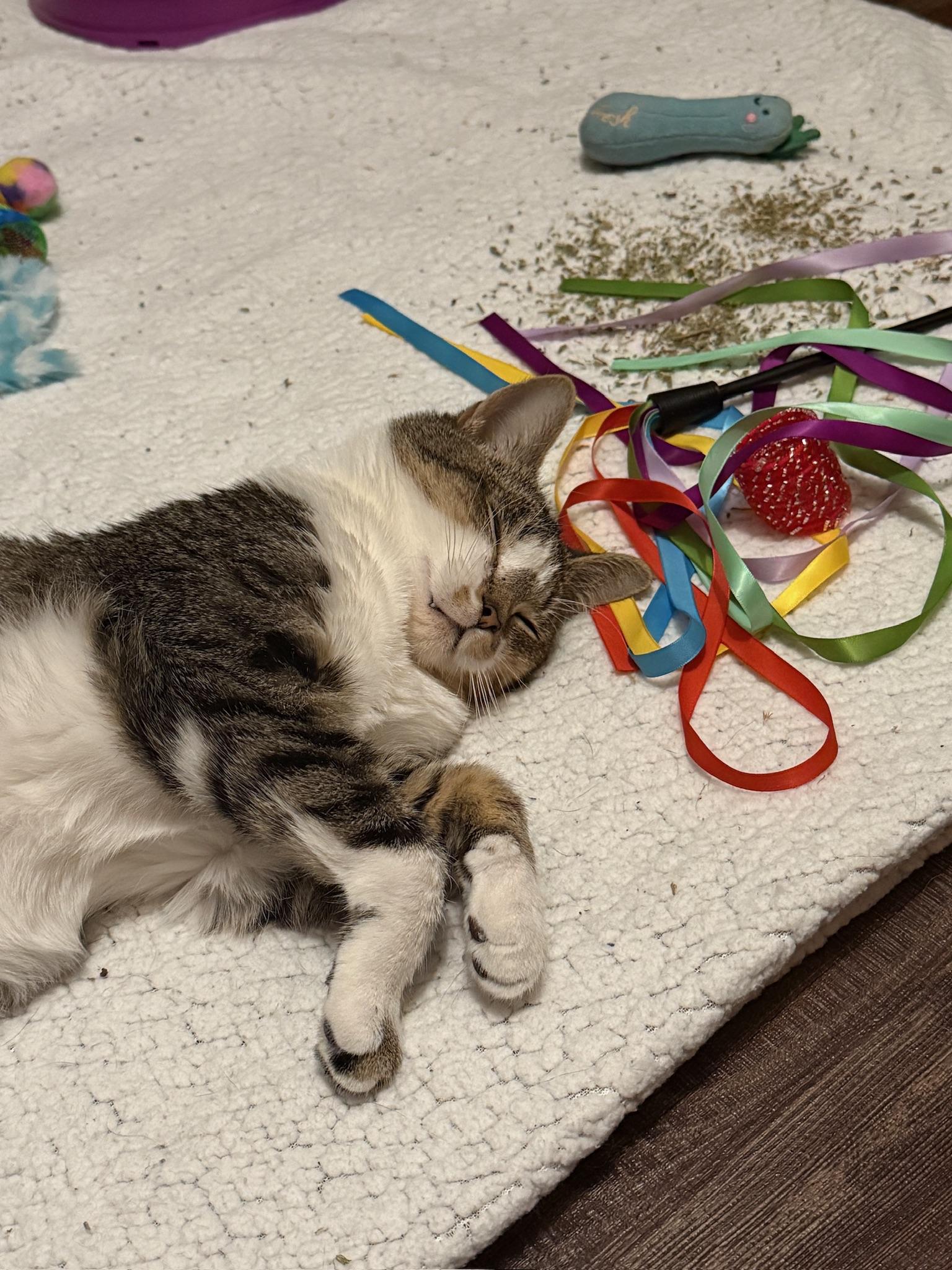 Enlarge Skyler, a Adoptable Domestic Short Hair in Hartville, OH image 6/6