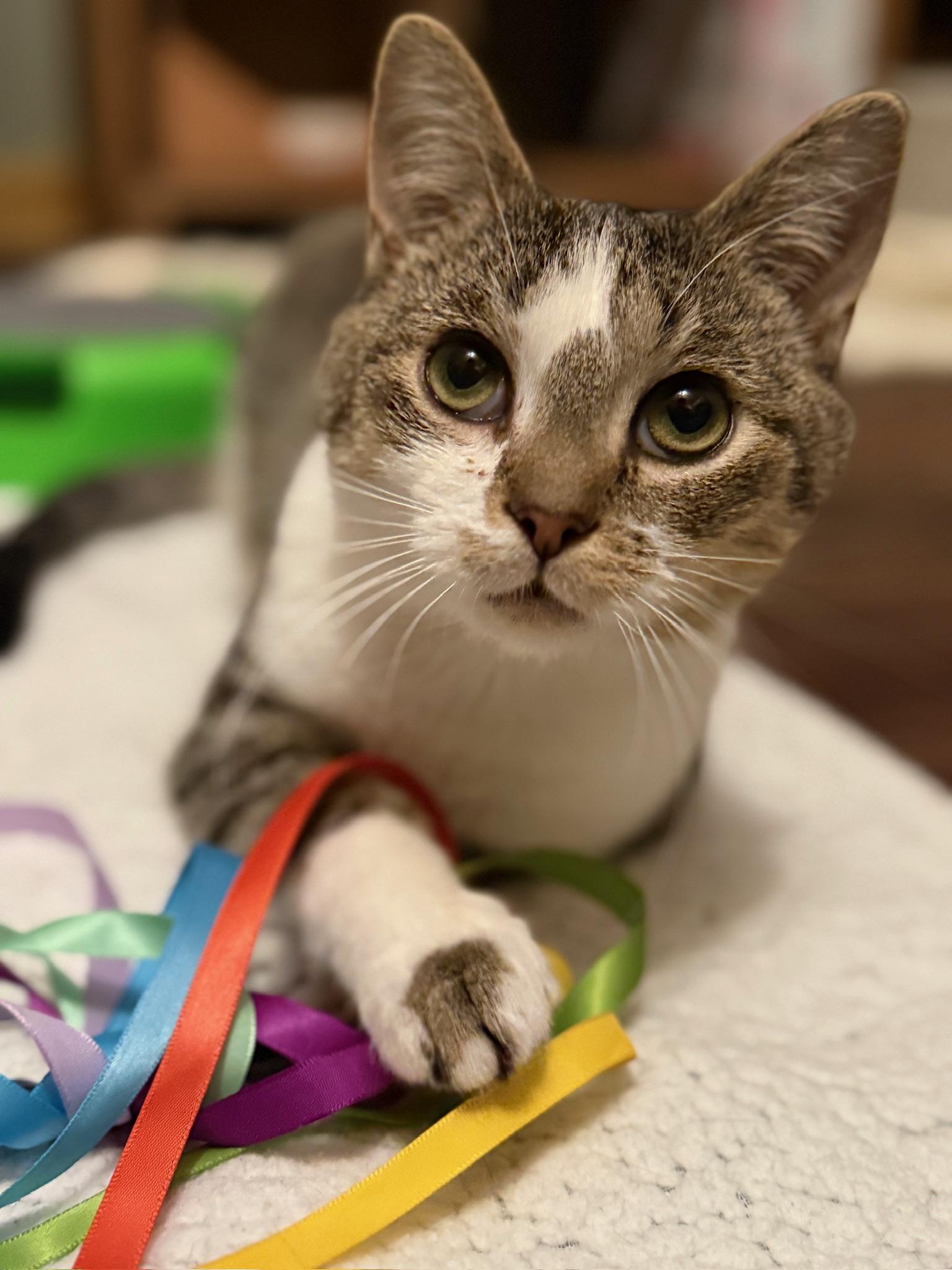 Enlarge Skyler, a Adoptable Domestic Short Hair in Hartville, OH image 1/6