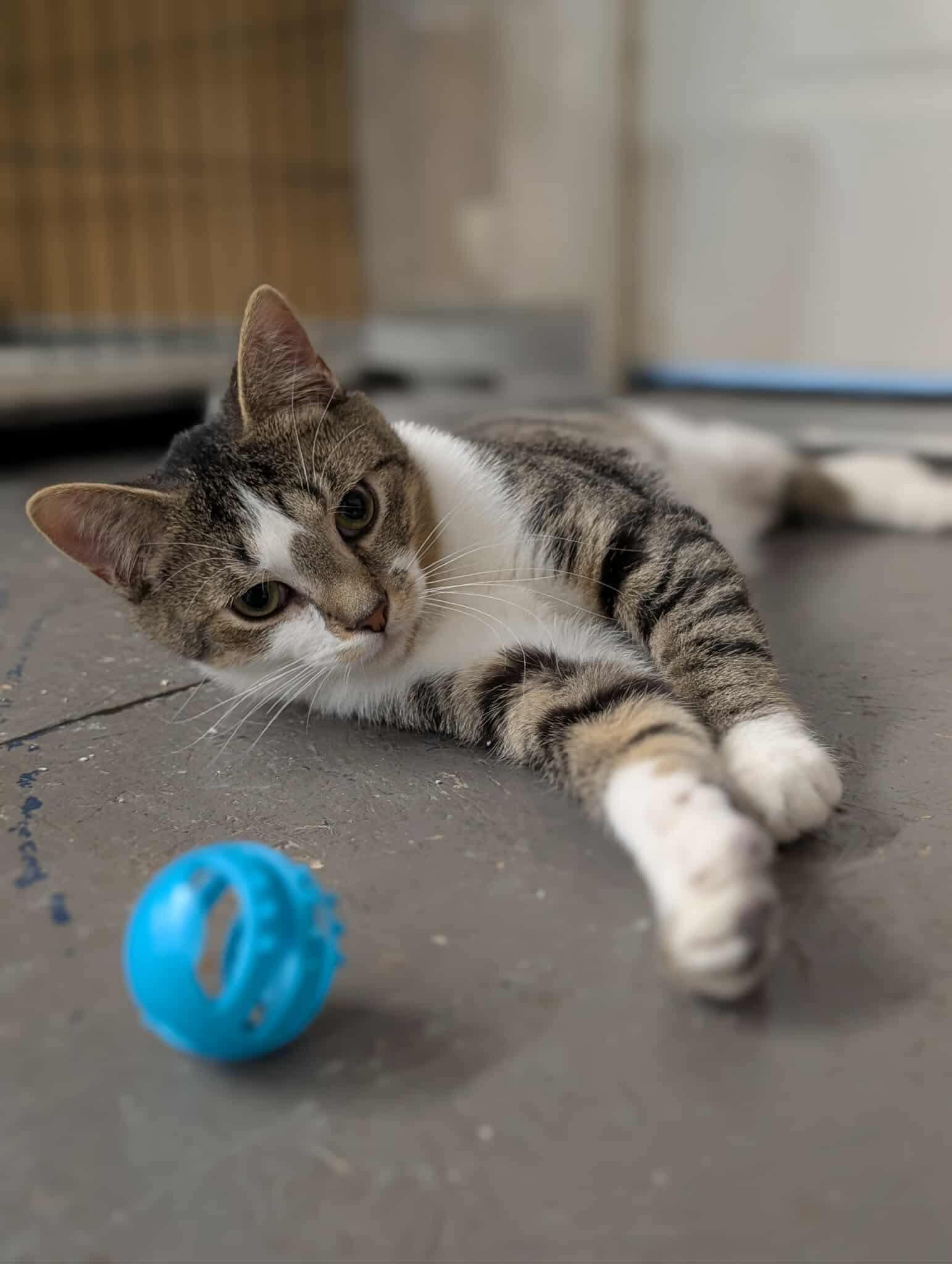 Enlarge Skyler, a Adoptable Domestic Short Hair in Hartville, OH image 4/6