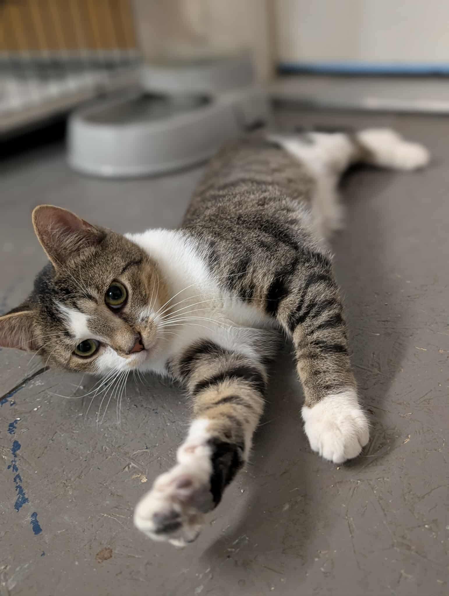 Enlarge Skyler, a Adoptable Domestic Short Hair in Hartville, OH image 5/6