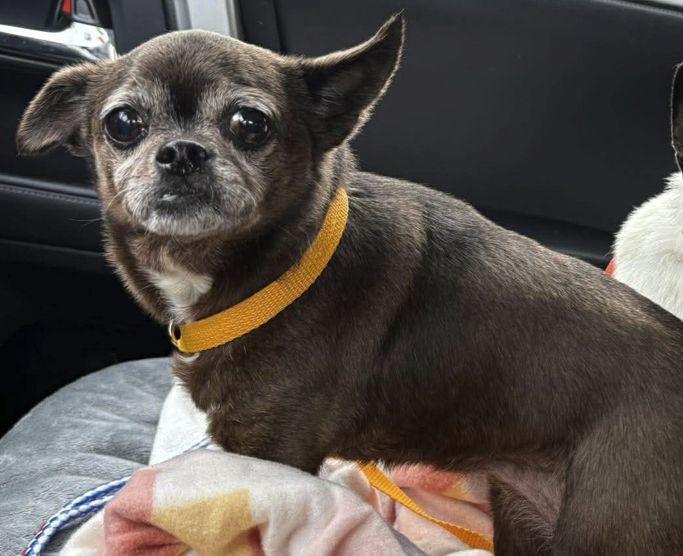 Enlarge Lolo TX, a Adoptable Chihuahua in Boonton, NJ image 2/3