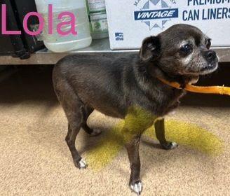 Enlarge Lolo TX, a Adoptable Chihuahua in Boonton, NJ image 3/3