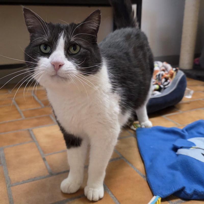 Cinder, a Adoptable Domestic Short Hair in Yankton, SD image 1/4