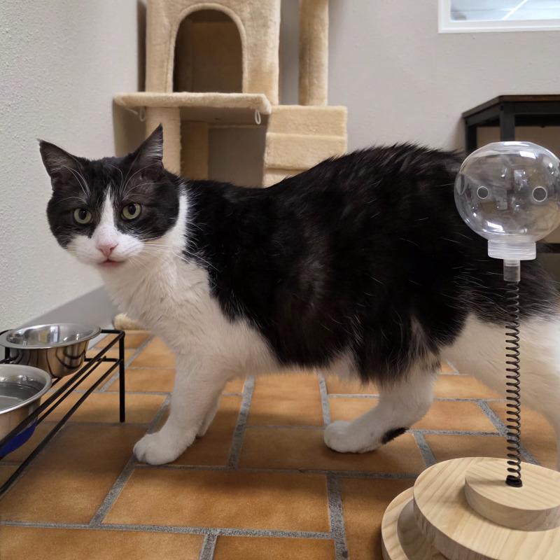 Cinder, a Adoptable Domestic Short Hair in Yankton, SD image 2/4