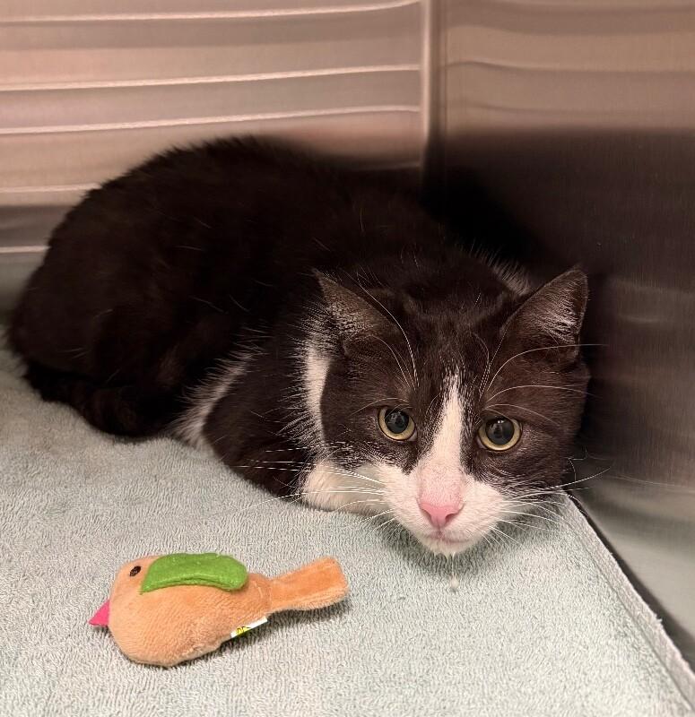 Cinder, a Adoptable Domestic Short Hair in Yankton, SD image 3/4
