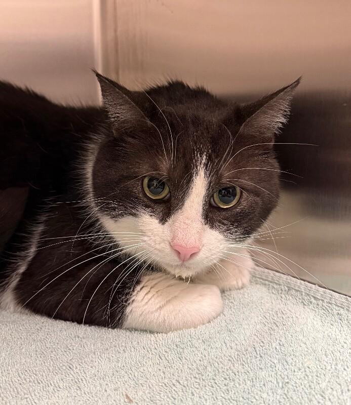 Cinder, a Adoptable Domestic Short Hair in Yankton, SD image 4/4