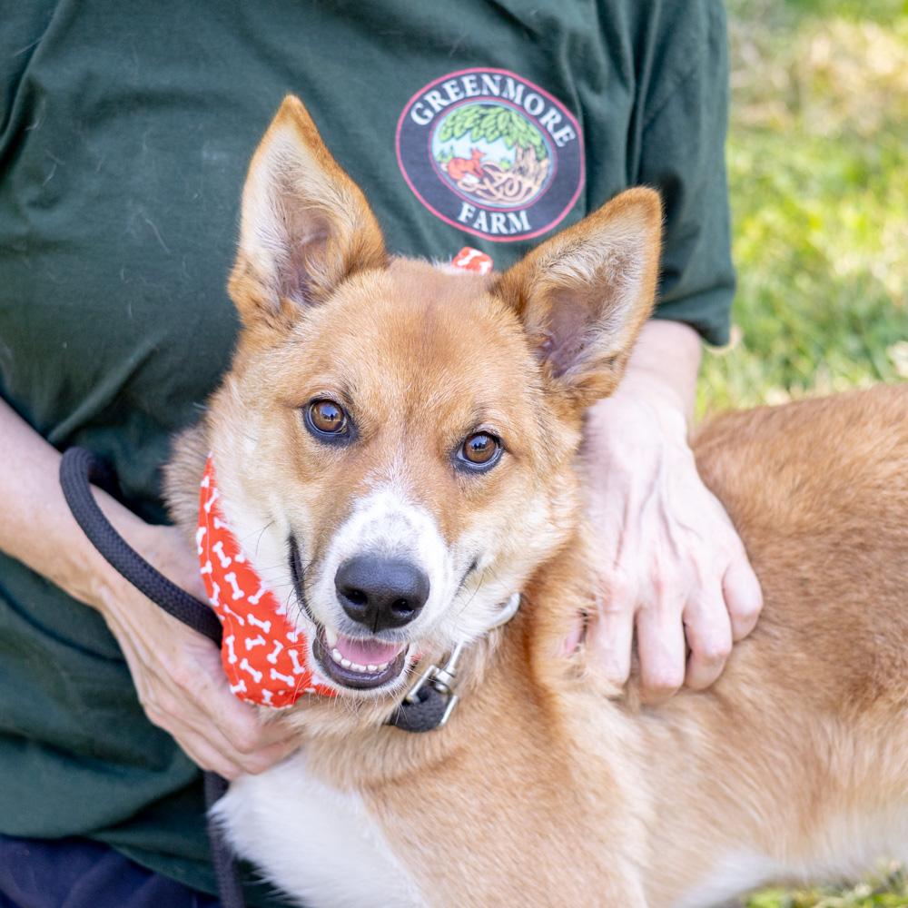 Baxter (Male), Adoptable, Young Male Corgi & Collie.