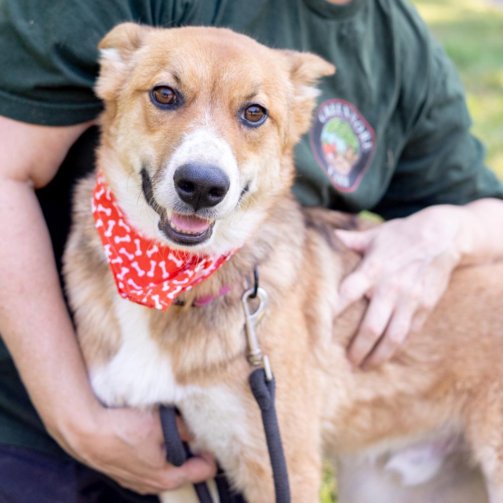 Enlarge Baxter (Male), a Adoptable mixed breed in West Grove, PA image 4/6