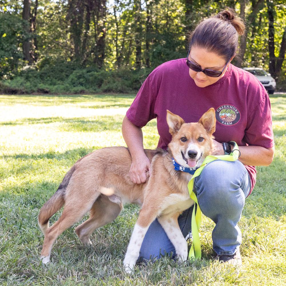 Enlarge Baxter (Male), a Adoptable mixed breed in West Grove, PA image 5/6