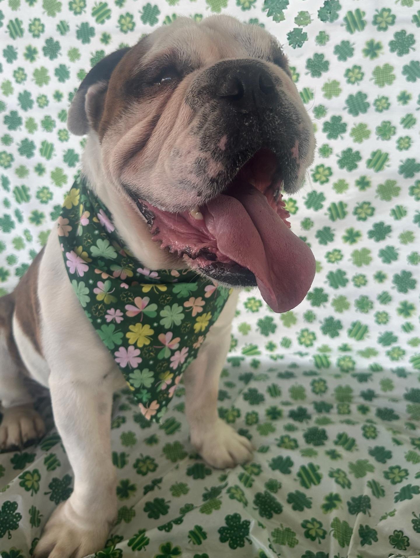 Brutus, adopted, Young Male Bulldog.