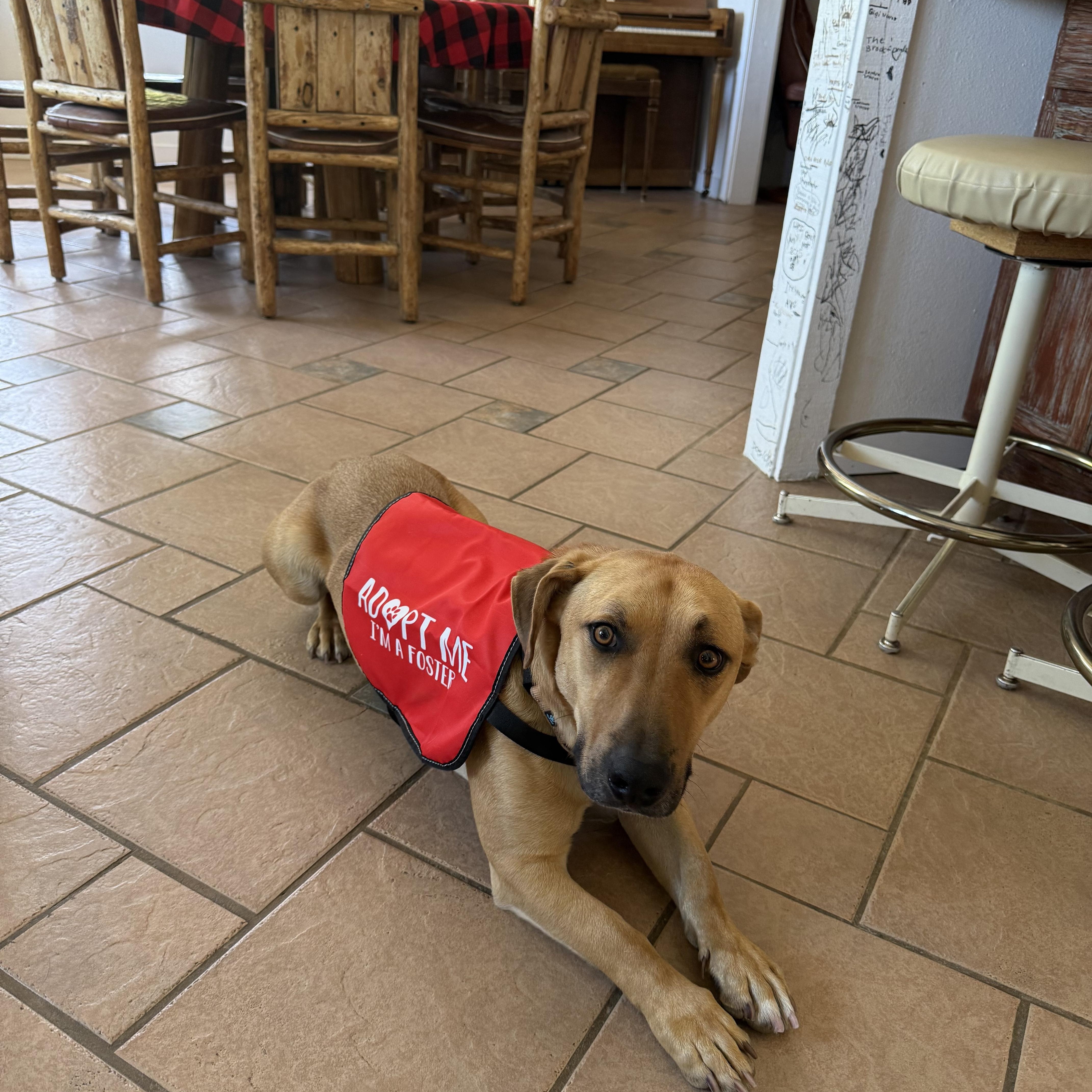 Enlarge YEEHAW, a ADOPTABLE mixed breed in Joshua Tree, CA image 2/6