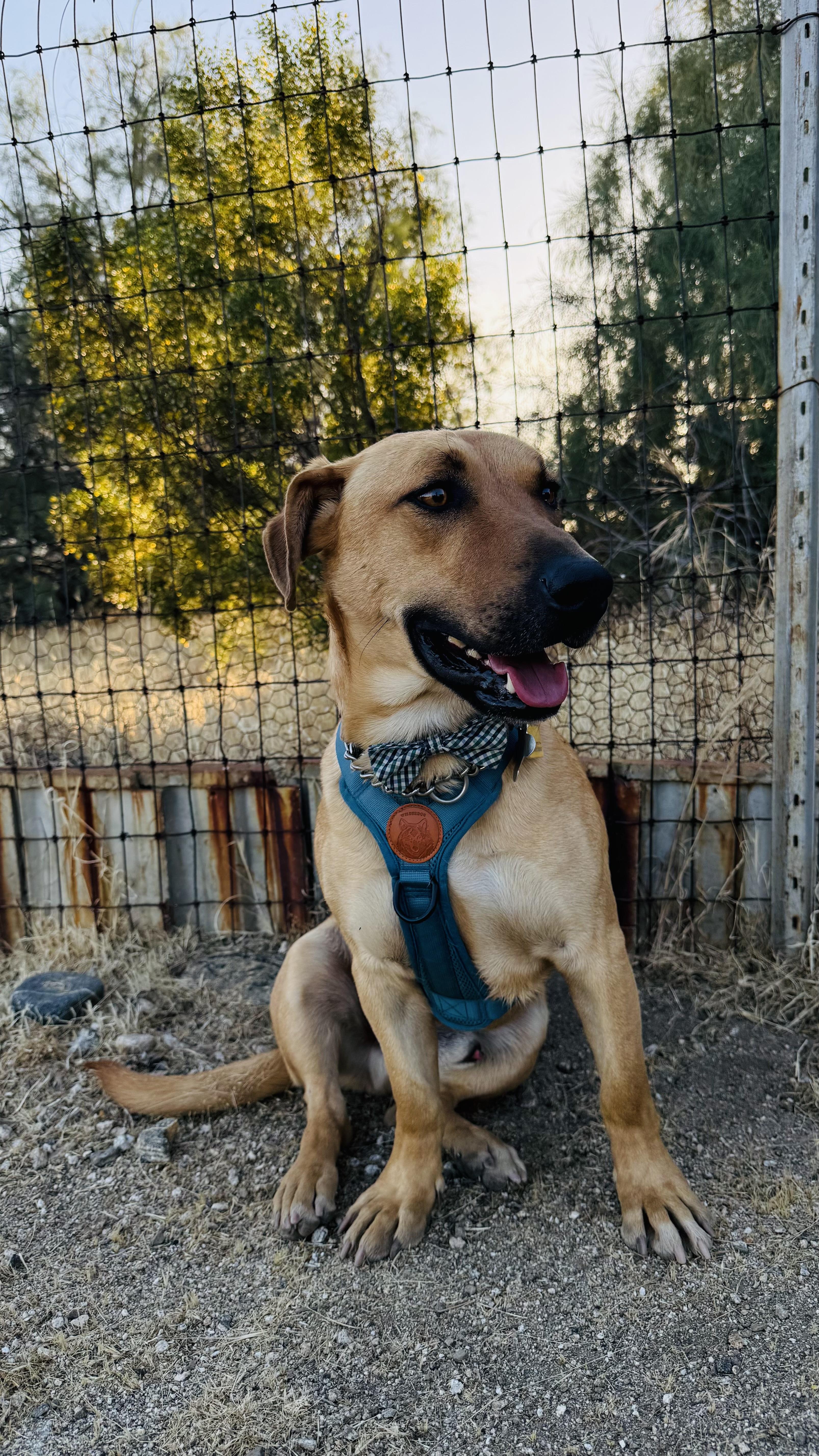 Enlarge YEEHAW, a ADOPTABLE mixed breed in Joshua Tree, CA image 5/6