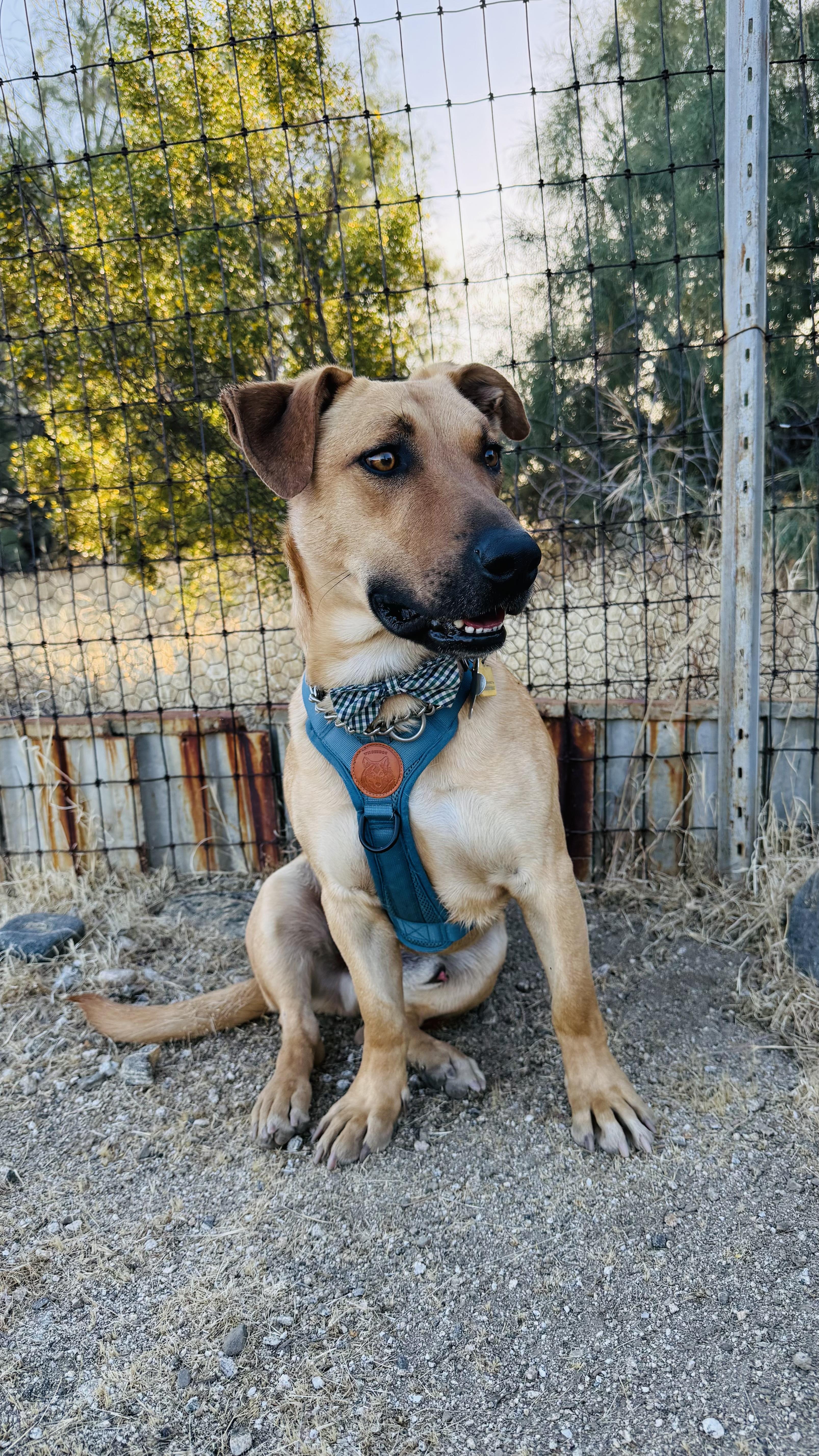 Enlarge YEEHAW, a ADOPTABLE mixed breed in Joshua Tree, CA image 4/6