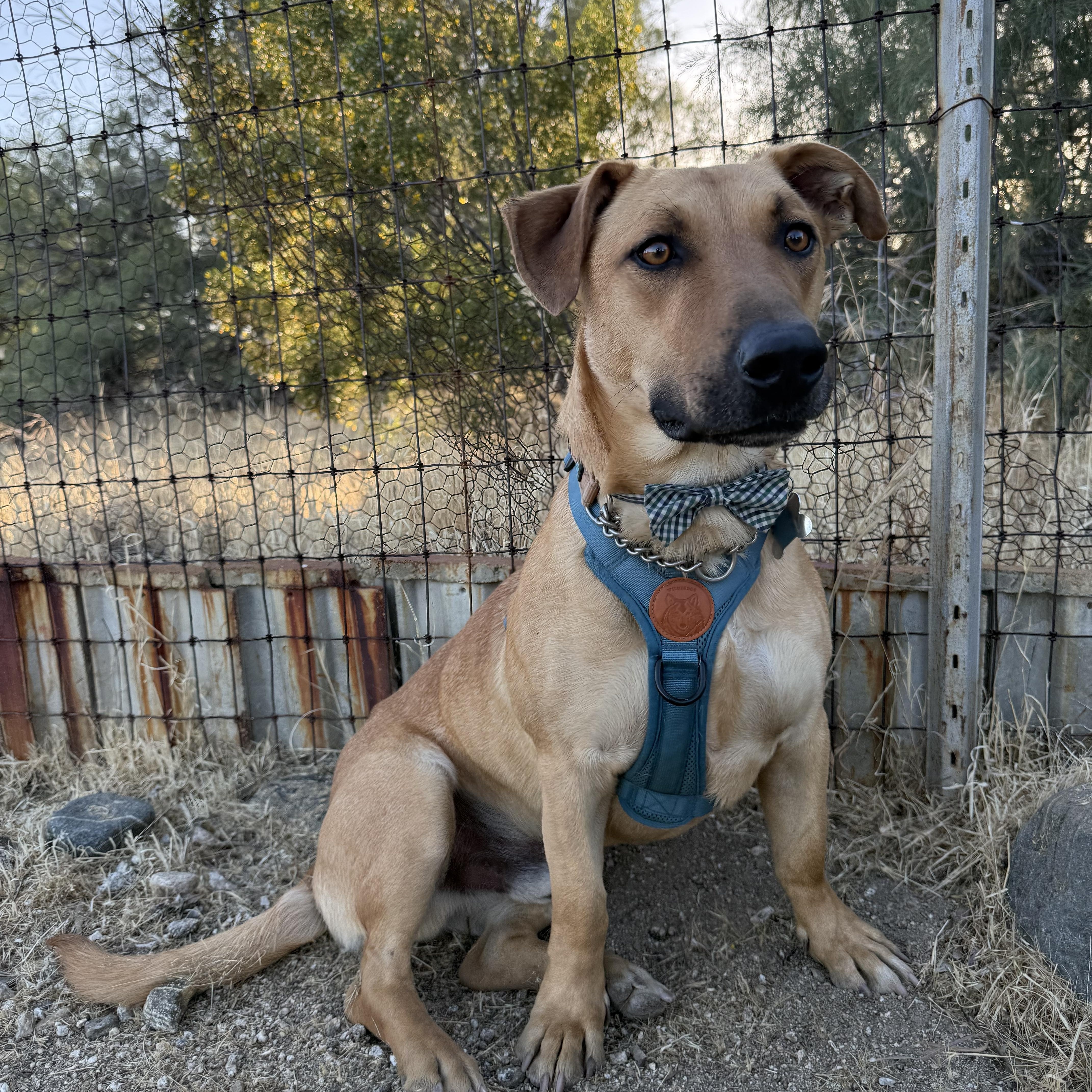 Enlarge YEEHAW, a ADOPTABLE mixed breed in Joshua Tree, CA image 3/6