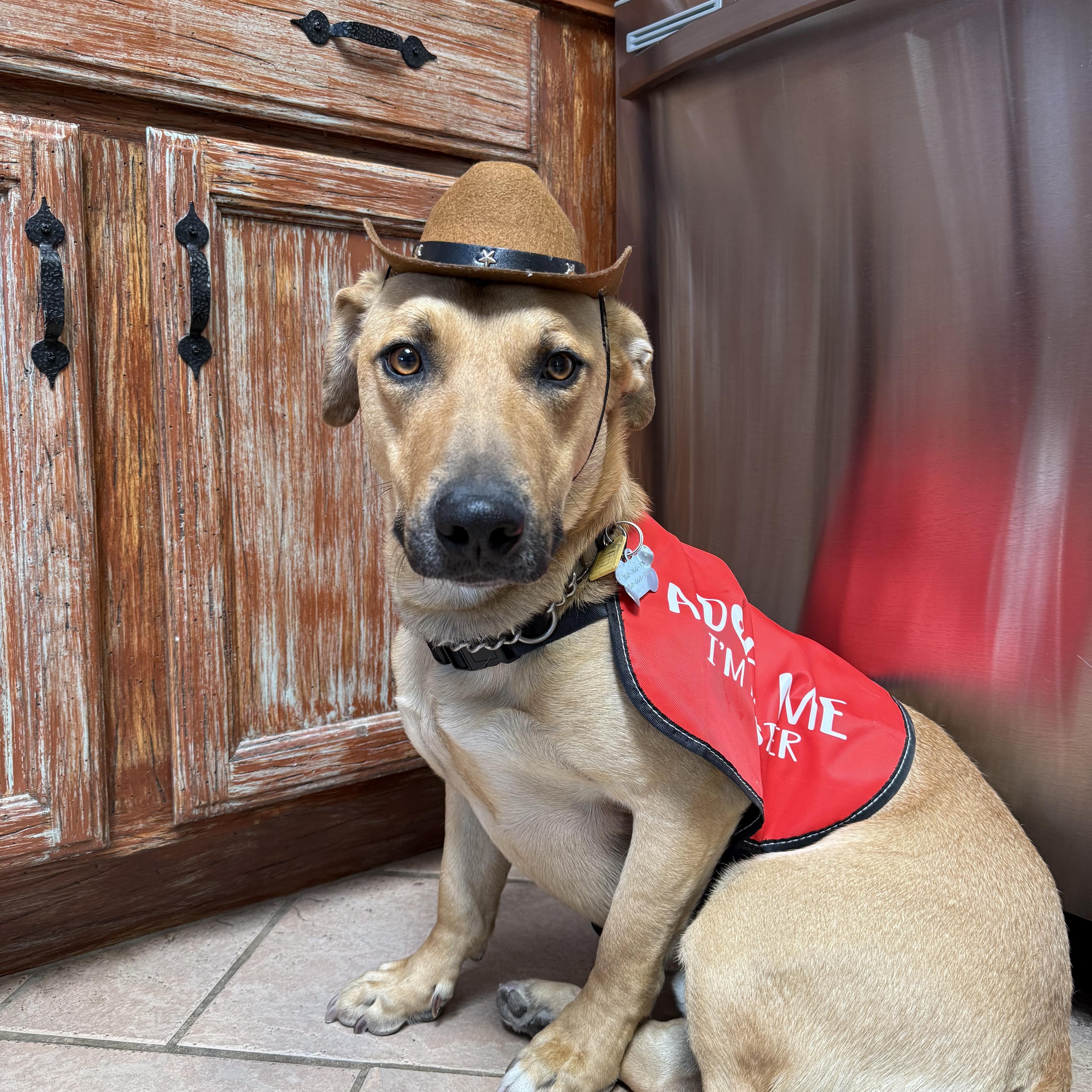YEEHAW, ADOPTABLE, Young Male Labrador Retriever & Basset Hound.