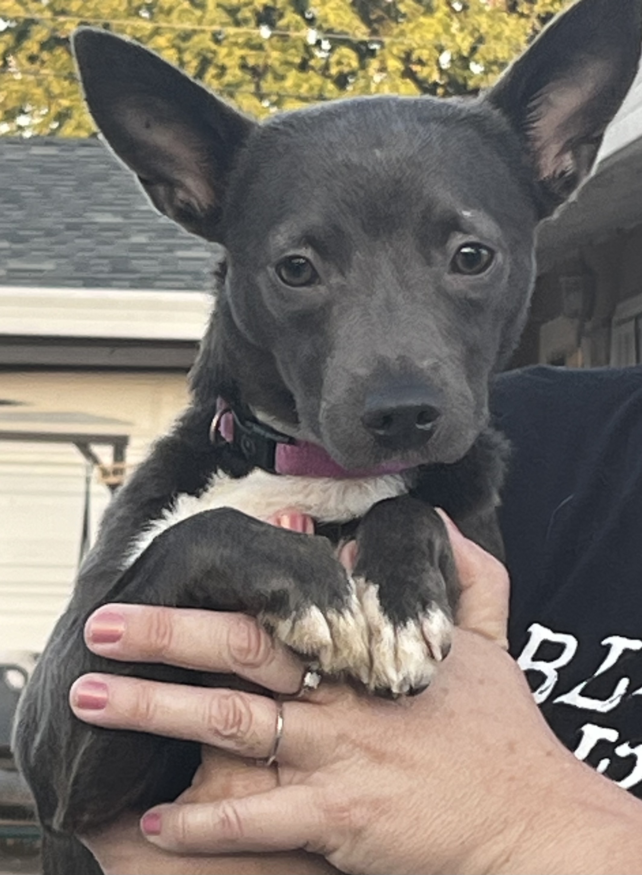 Dog for adoption Gracie, a Chihuahua & Terrier Mix in Yuba City, CA