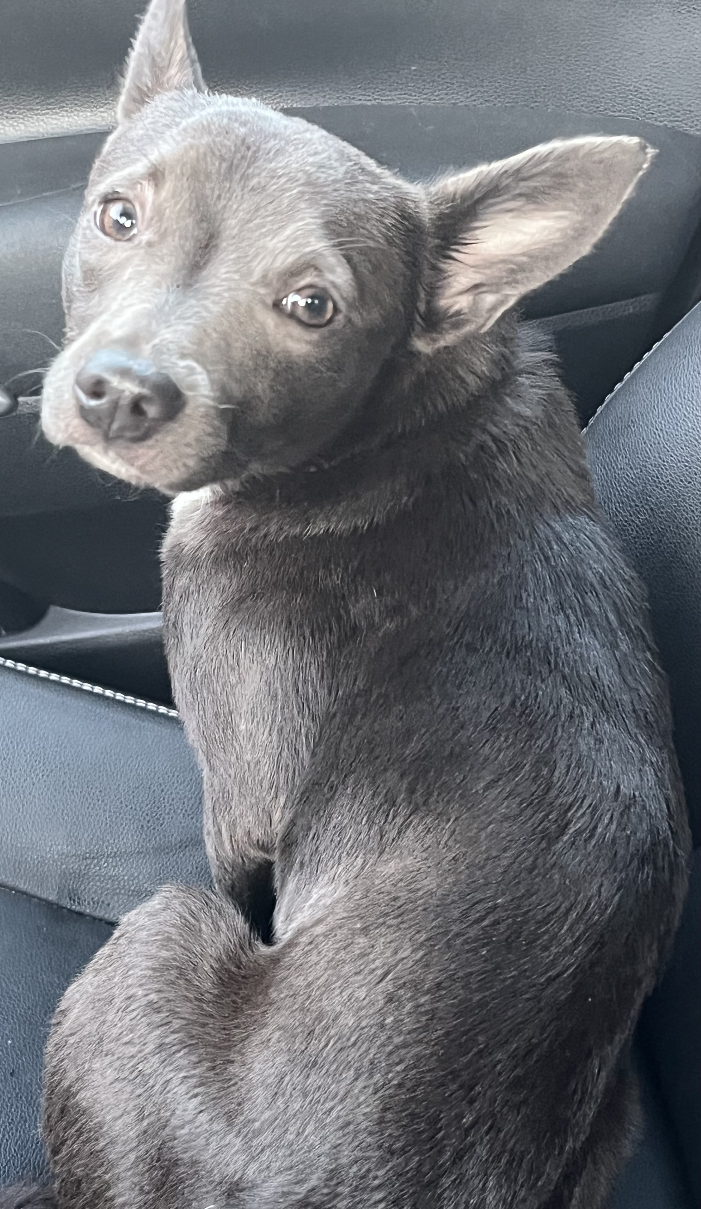 Dog for adoption Gracie, a Chihuahua & Terrier Mix in Yuba City, CA Petfinder