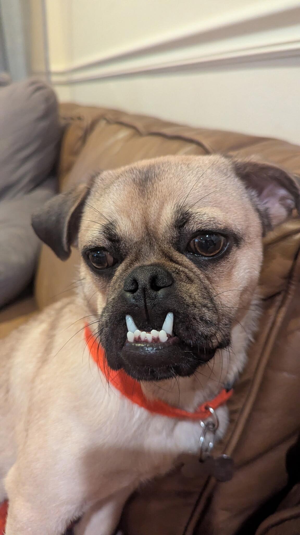 Enlarge Peanut, a Adoptable Pug in Pflugerville, TX image 2/3