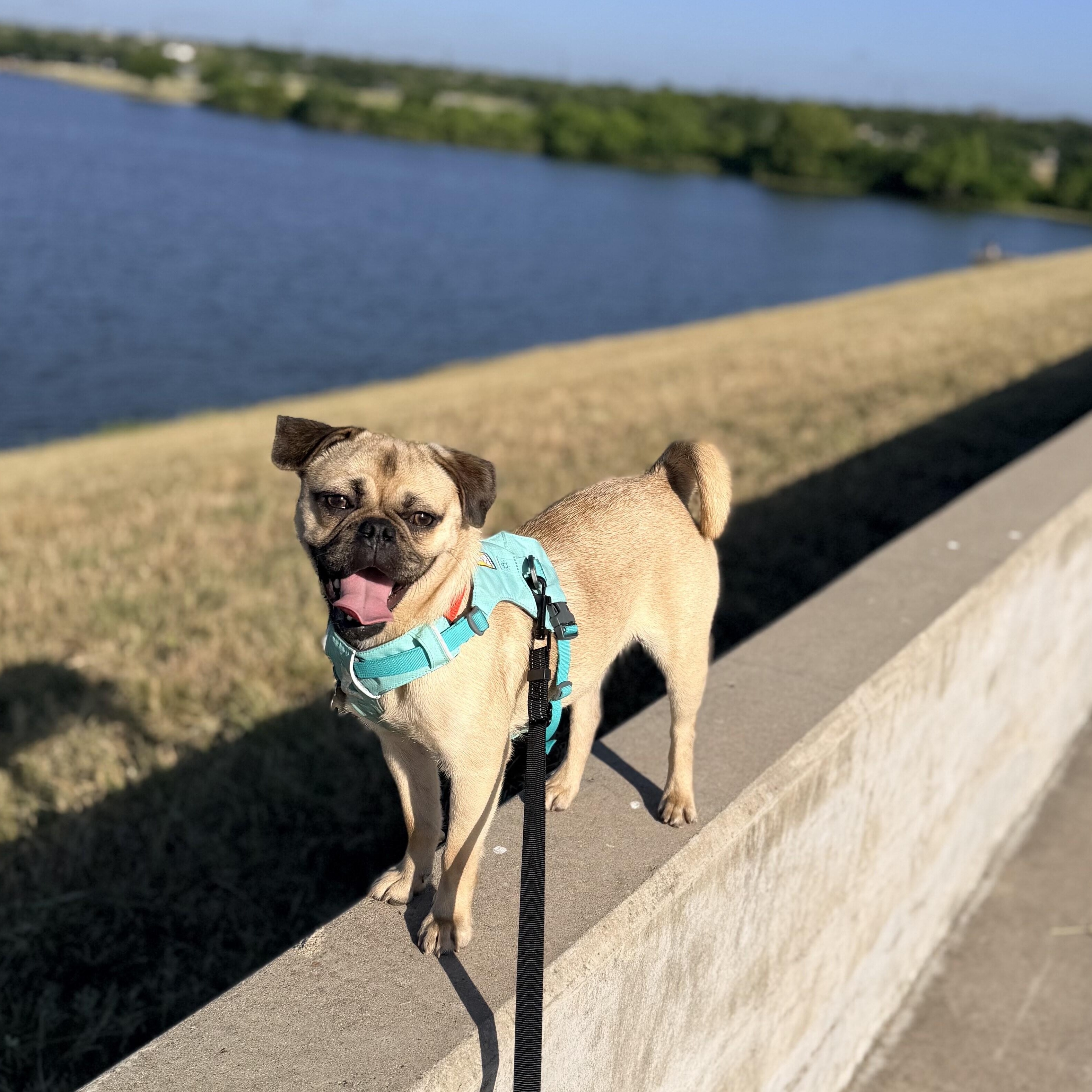 Enlarge Peanut, a Adoptable Pug in Pflugerville, TX image 1/3