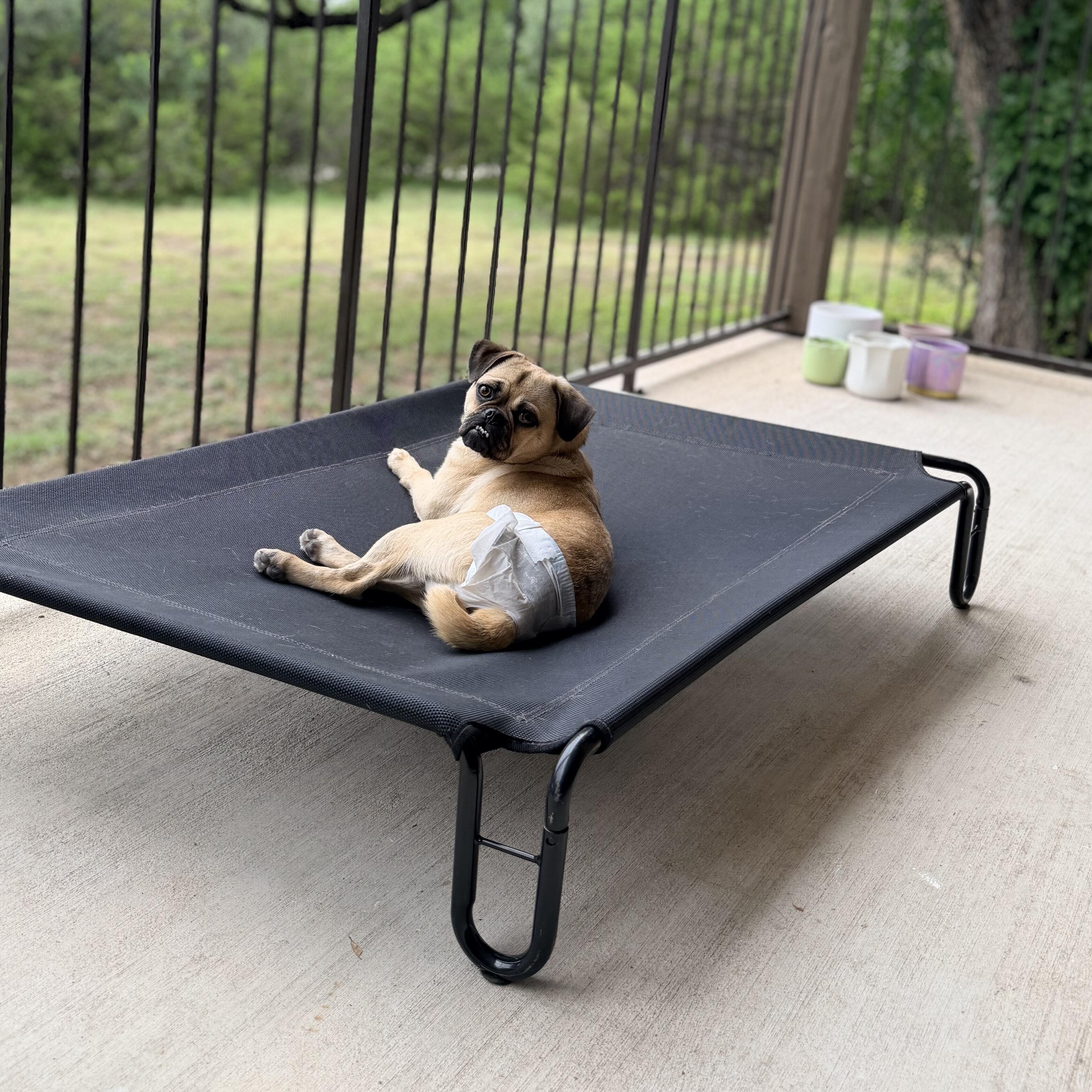 Enlarge Peanut, a Adoptable Pug in Pflugerville, TX image 3/3