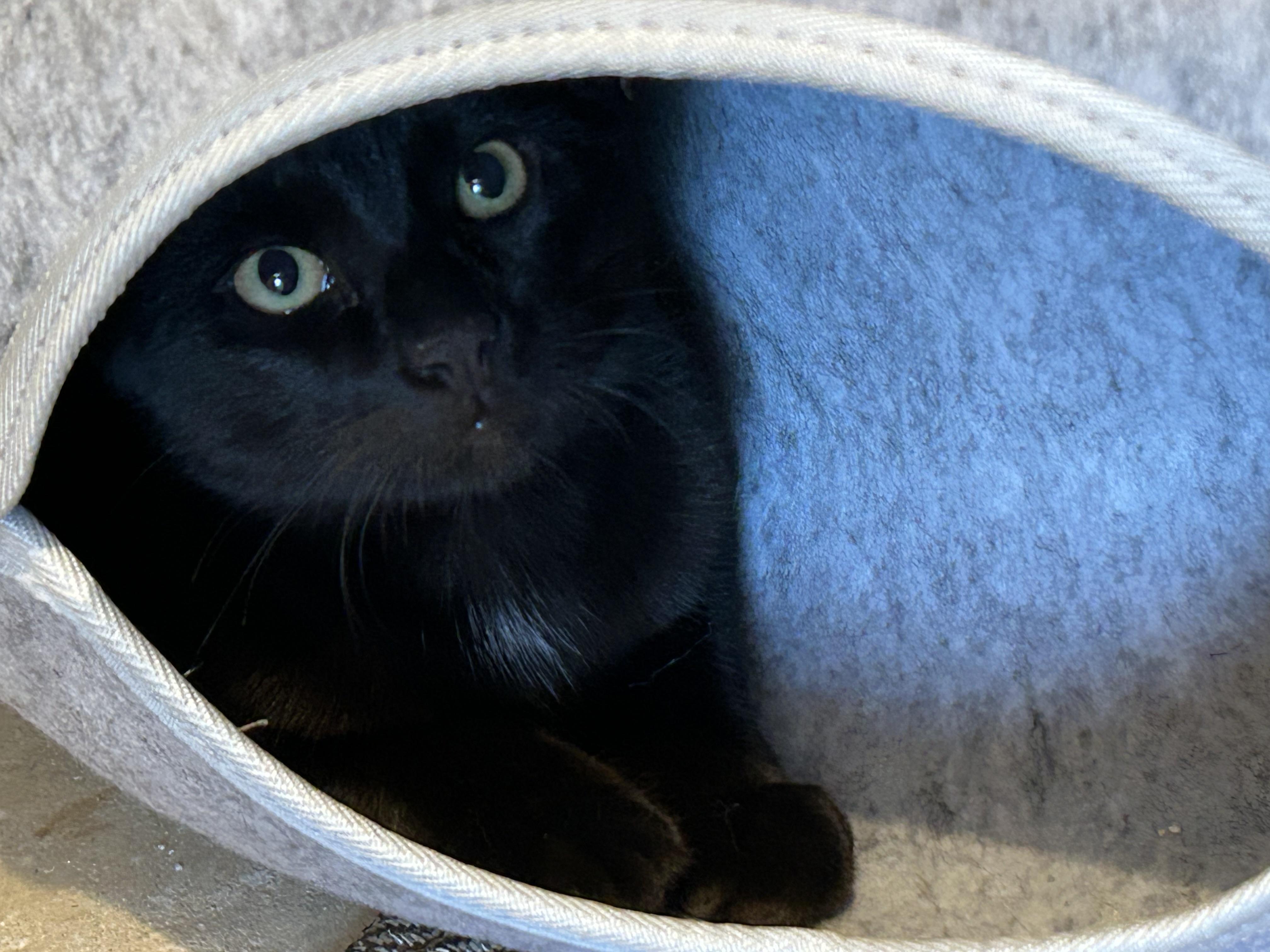 Enlarge Shadow, an adopted mixed breed in Wirtz, VA image 4/4