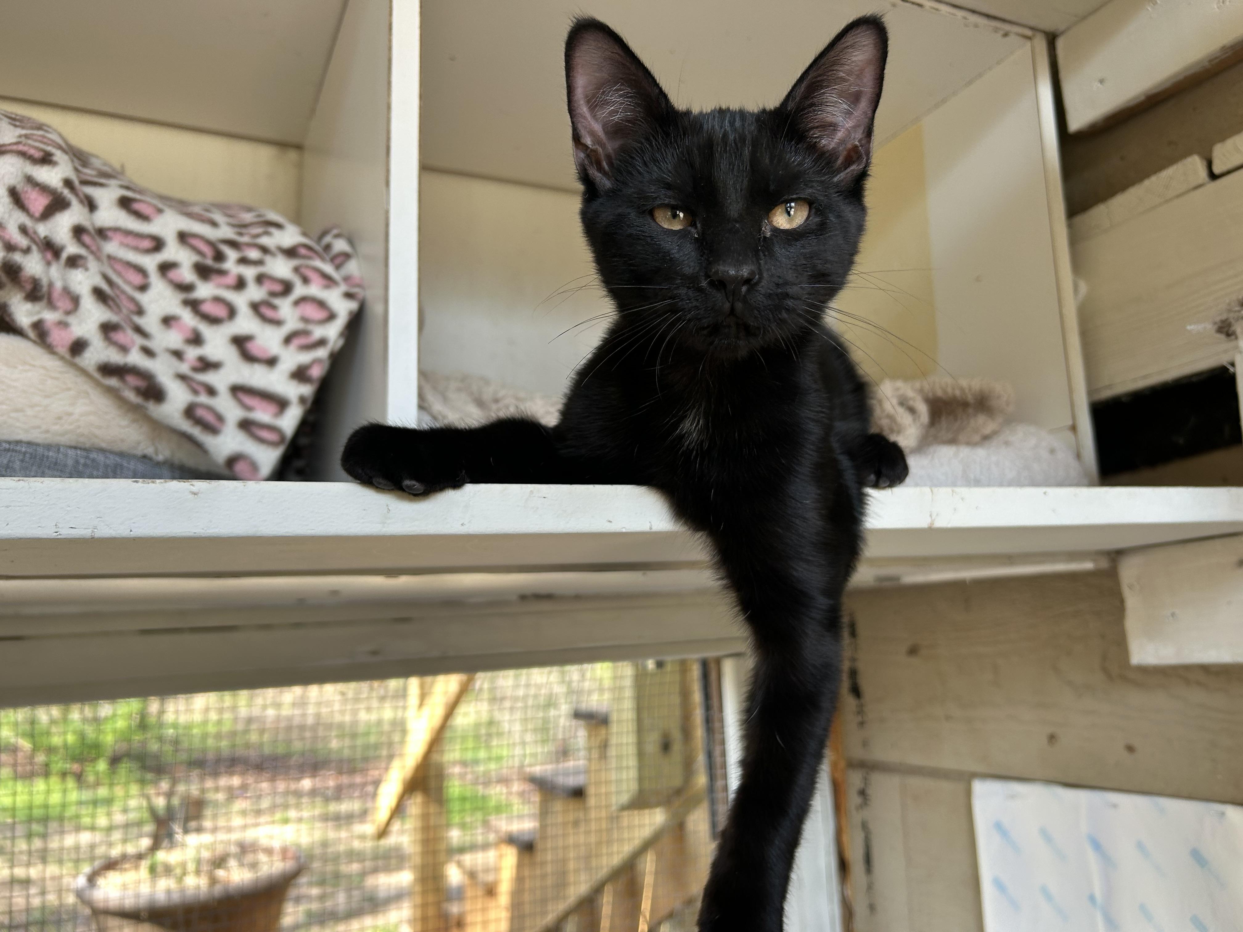 Enlarge Shadow, an adopted mixed breed in Wirtz, VA image 3/4