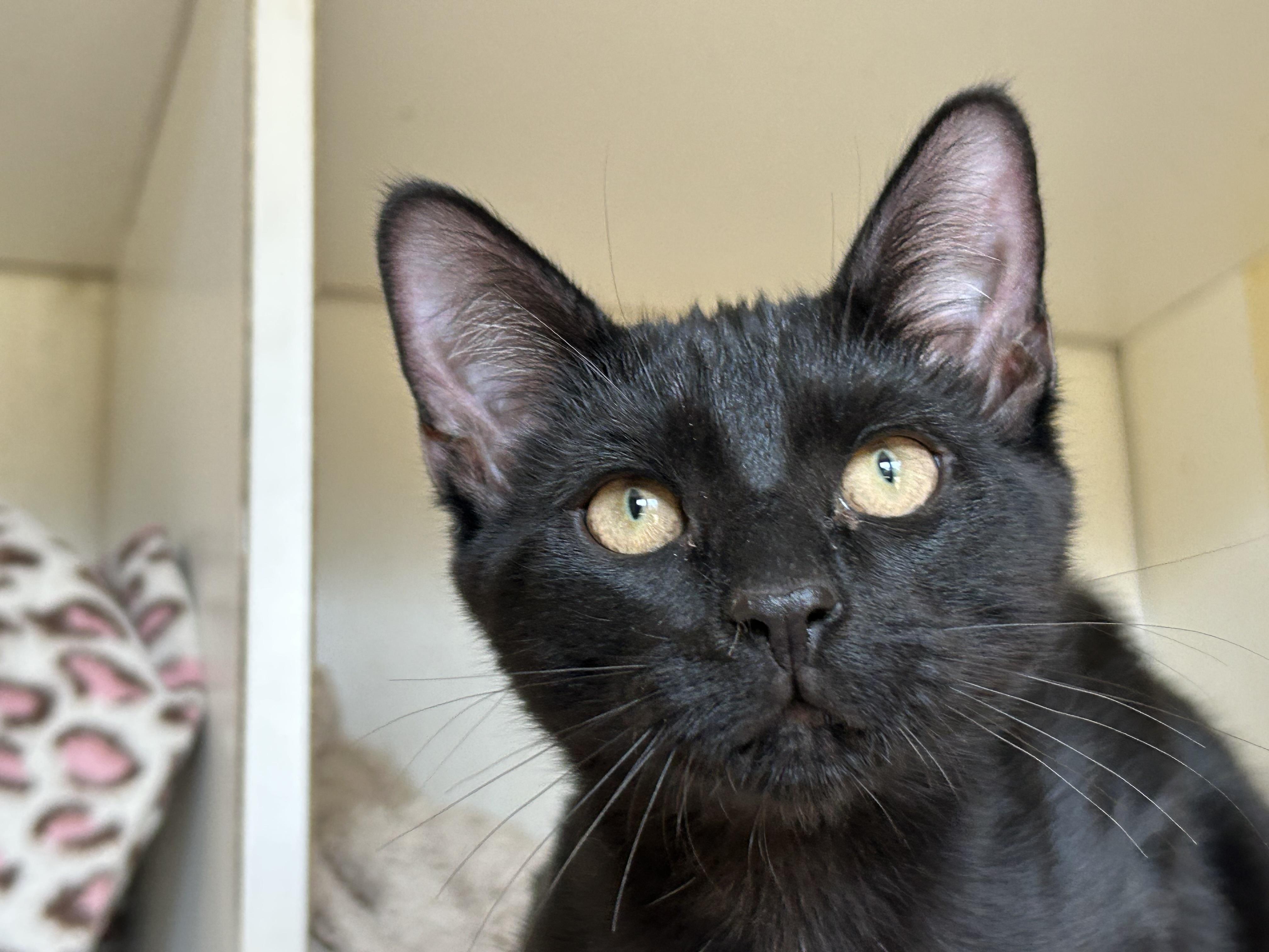 Enlarge Shadow, an adopted mixed breed in Wirtz, VA image 2/4