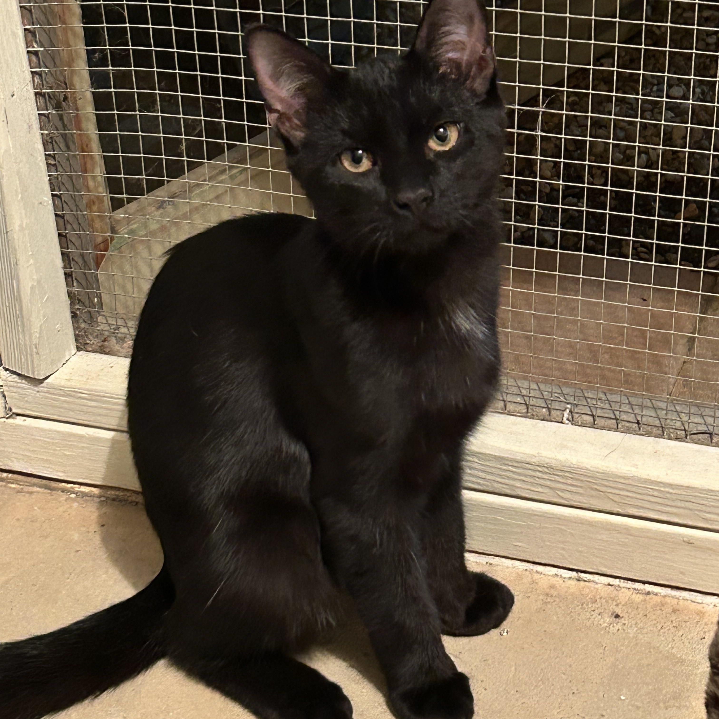 Shadow, adopted, Kitten Male Domestic Short Hair & Siamese.