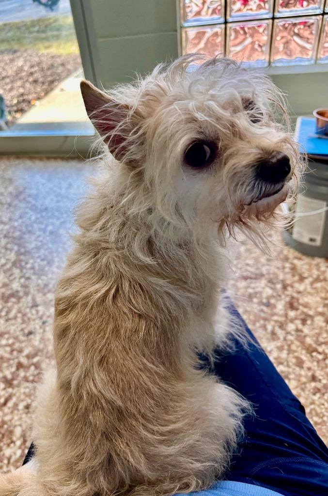 Brie, Adoptable, Adult Female Maltese & Terrier.