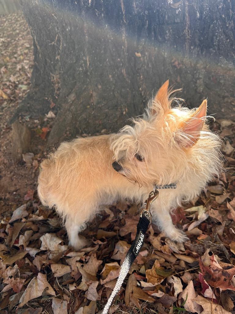 Enlarge Brie, a Adoptable mixed breed in Newnan, GA image 2/2