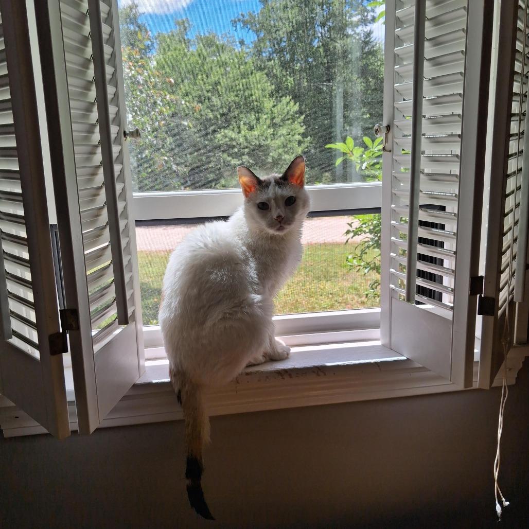 Kitty, Adoptable, Senior Female Domestic Short Hair.
